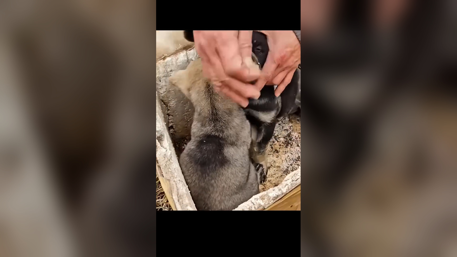 D2204001_ Rescuing 3 Dogs_part 2