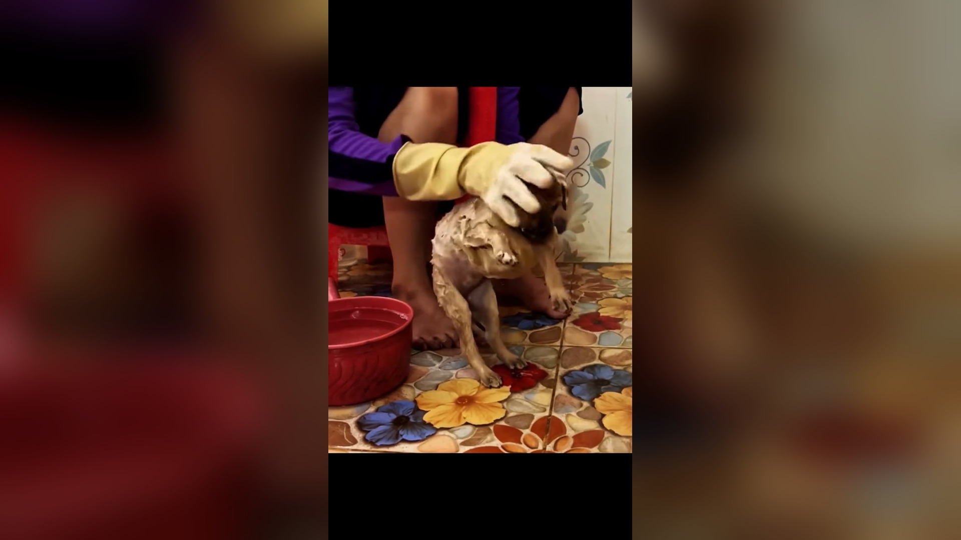 D1005001_Rescue puppy #rescue #rescuedog #rescuepuppy #rescueanimals #dog #dogsoftiktok #puppy #animals #animalsoftiktok #puppyt