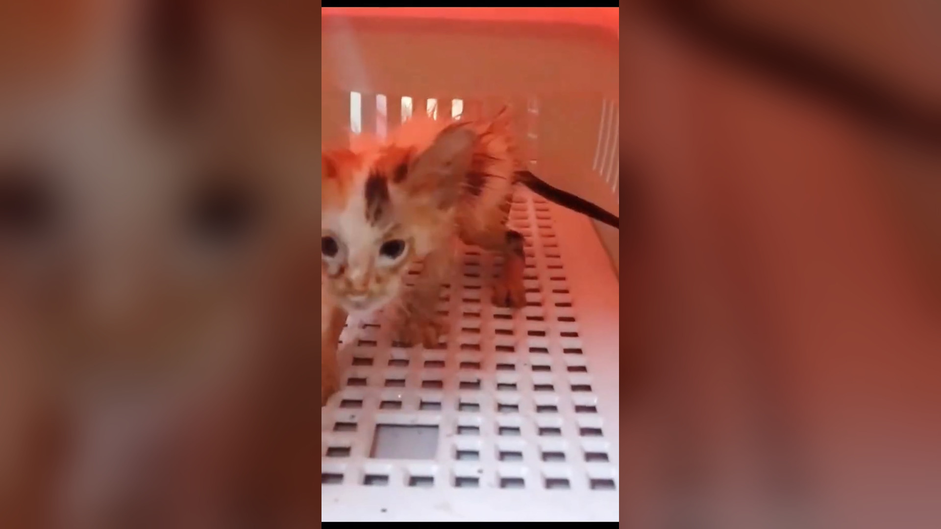 D1105004_Rescue wandering cat looking its mother#rescueanimals #animalsoftiktok #rescuecat #catsoftiktok #rescue #fyp #cat_part