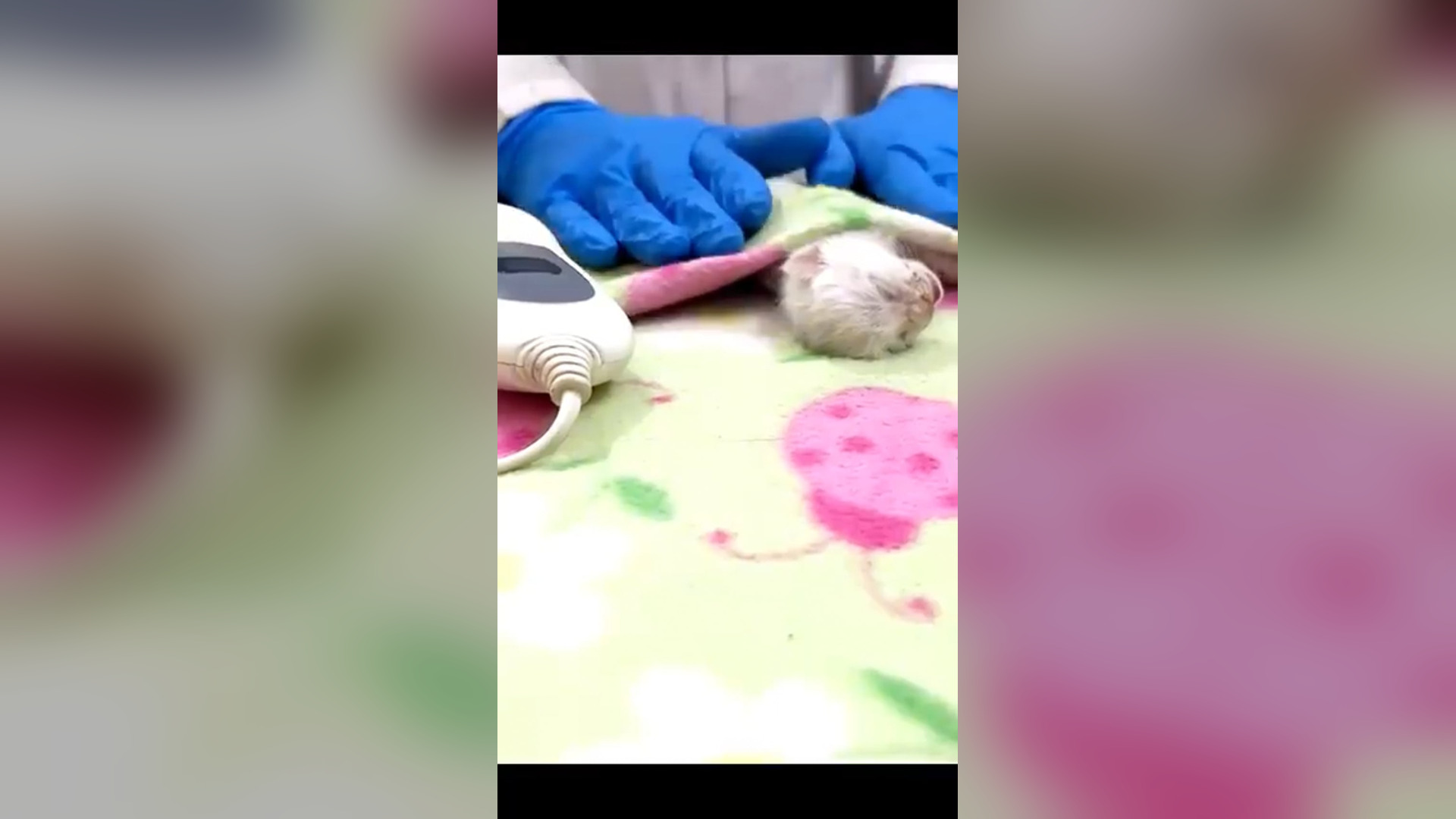 D1105005_Rescued cat weak breathing#animalsoftiktok #rescueanimals #rescuecat #catsoftiktok #rescue #fyp #cat_part 2