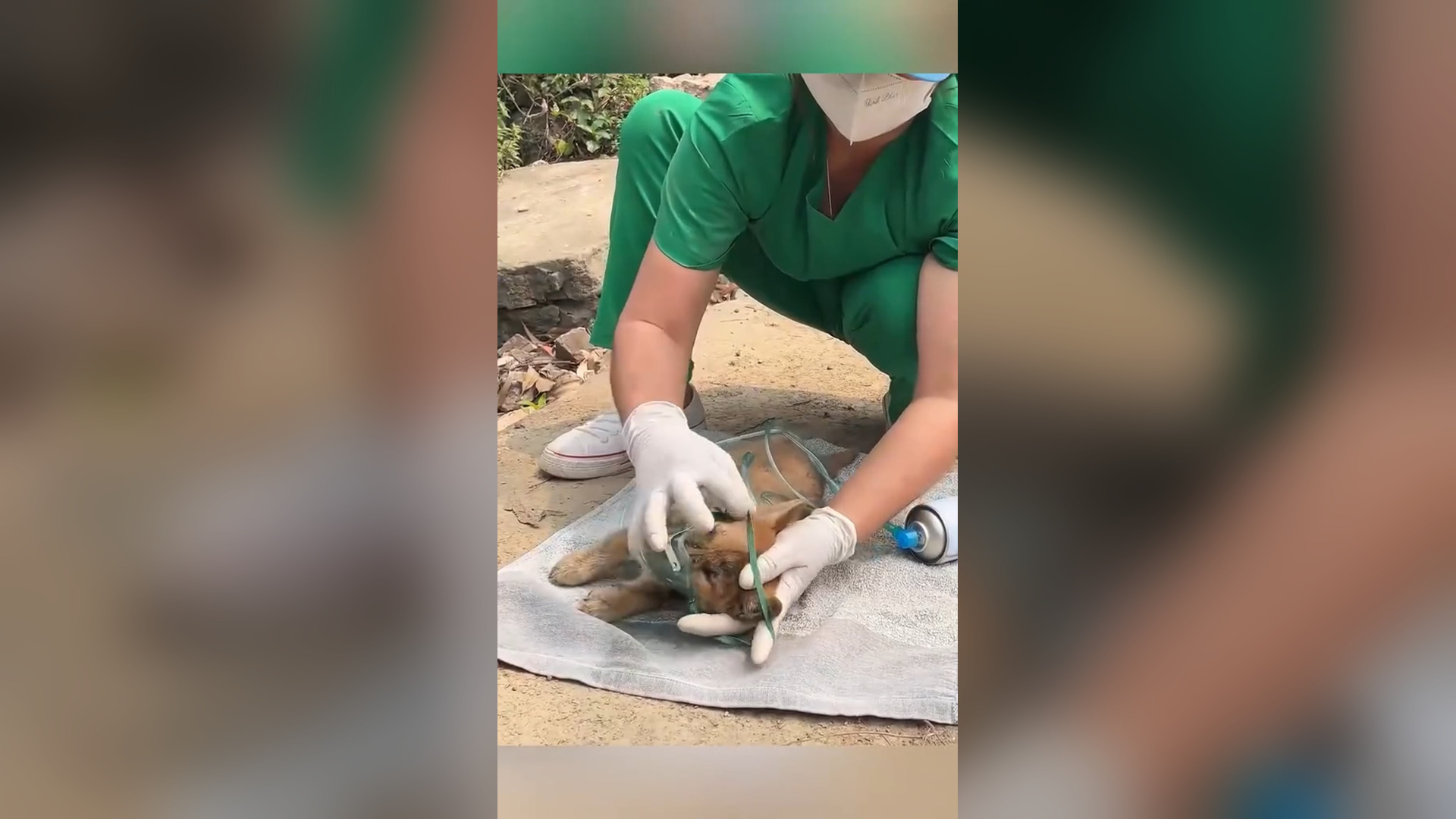 D1405003_Saved dog lay dying on side of road hunger thirst #rescue #rescueanimals #rescuedog #dog #dogsoftiktok #animals #animal