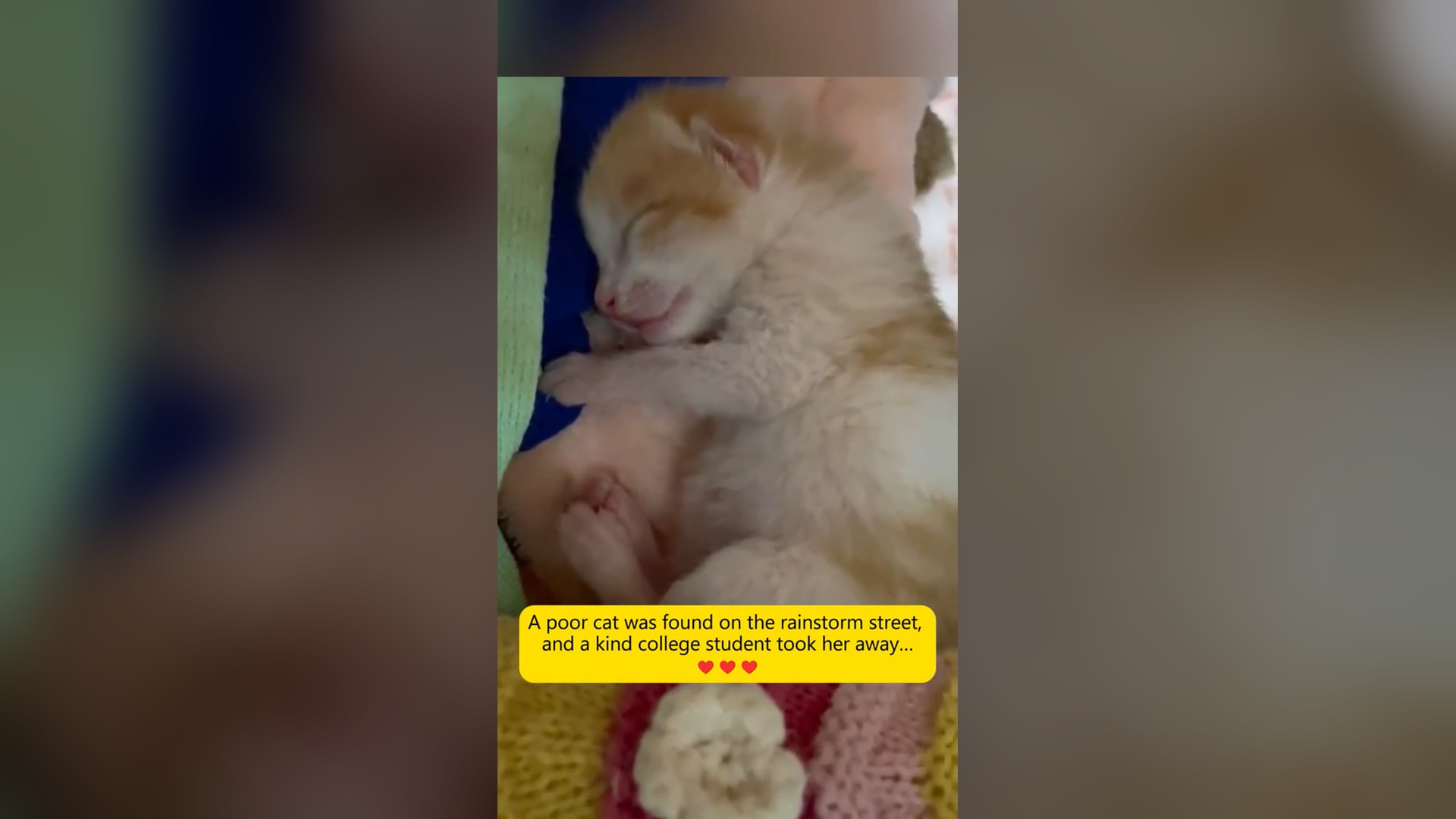 D1405007_poor cat was found on rainstorm street, kind college student took her away #rescue #animals #kitty #cat #pet #petsoftik
