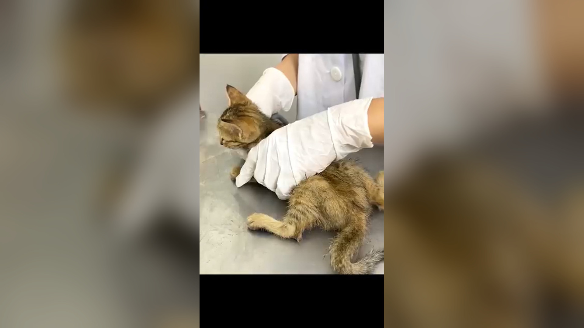 D1605003_Rescue cat #rescue #rescuecat #rescueanimals #cat #catsoftiktok #animals #animalsoftiktok_part 2