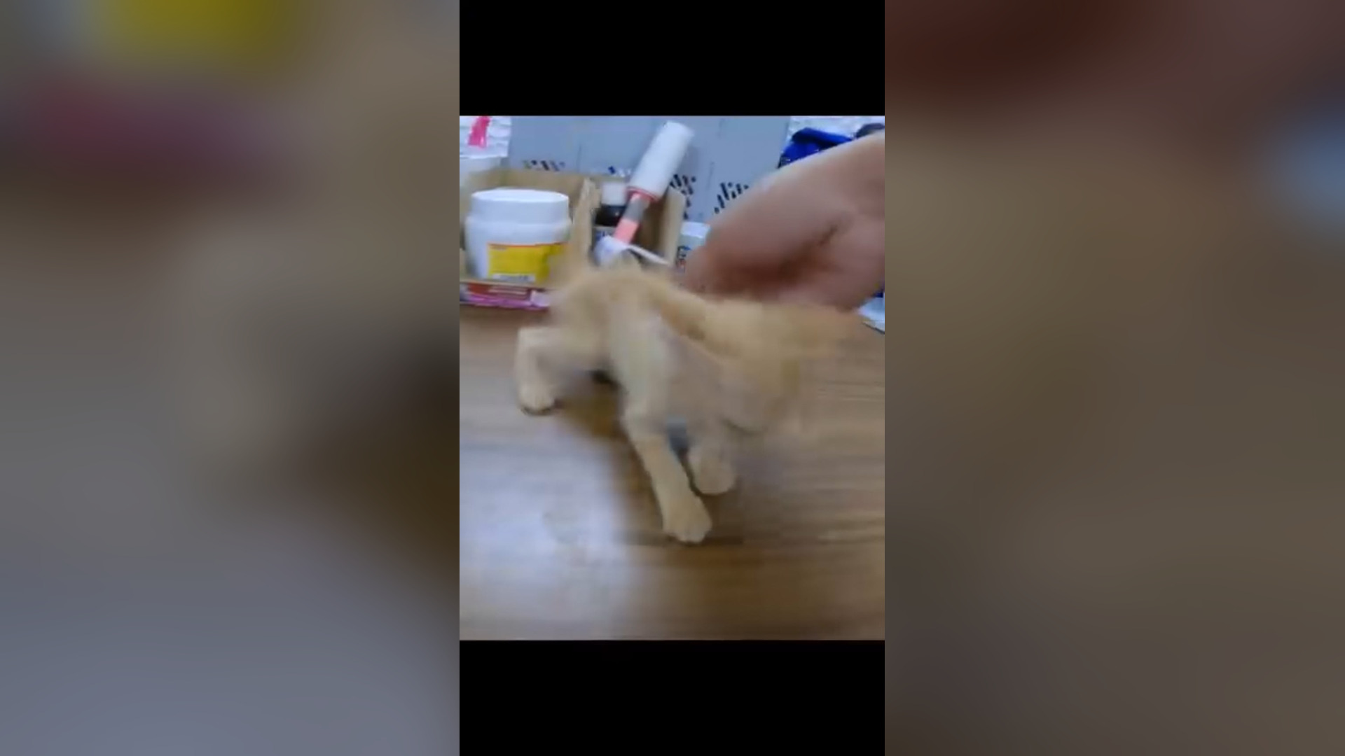 D1705007_Rescue Baby Cat #rescue #rescuecat #rescueanimals #animals #animalsoftiktok #cat #catsoftiktok_part 2