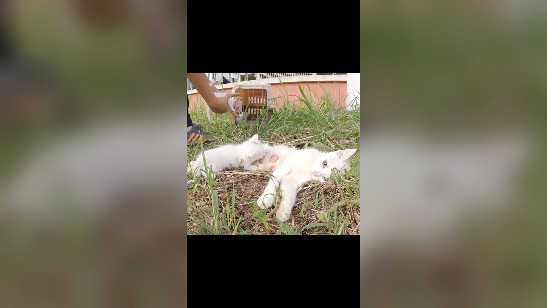D1705009_Rescue Cat #rescuecat #rescue #rescueanimals #animals #animalsoftiktok #cat #catsoftiktok_part 2