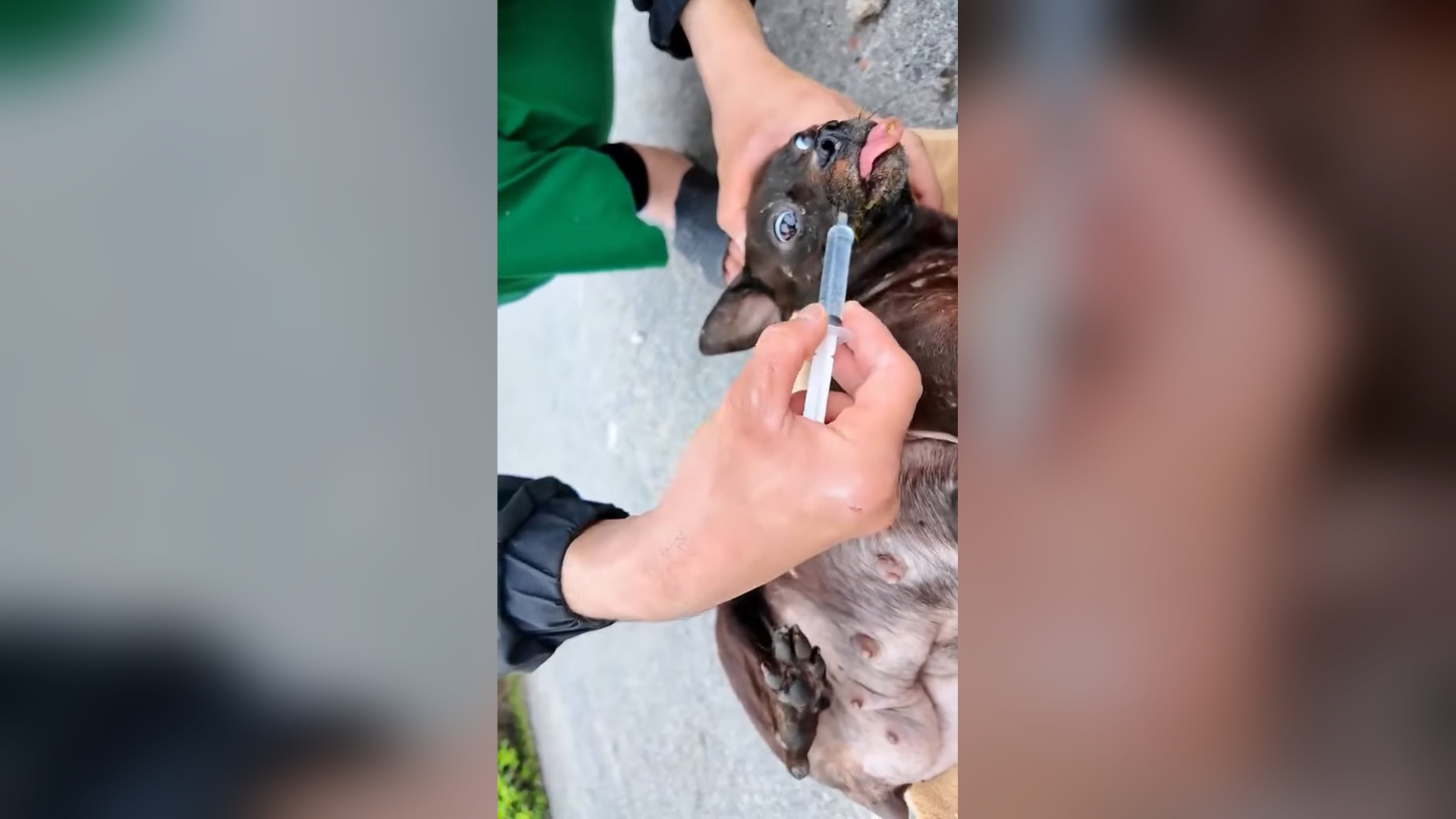 D1805003_Poor family of dogs #animal #animalsoftiktok #rescueanimals #rescueanimals #rescue #rescuedog #dog_part 2