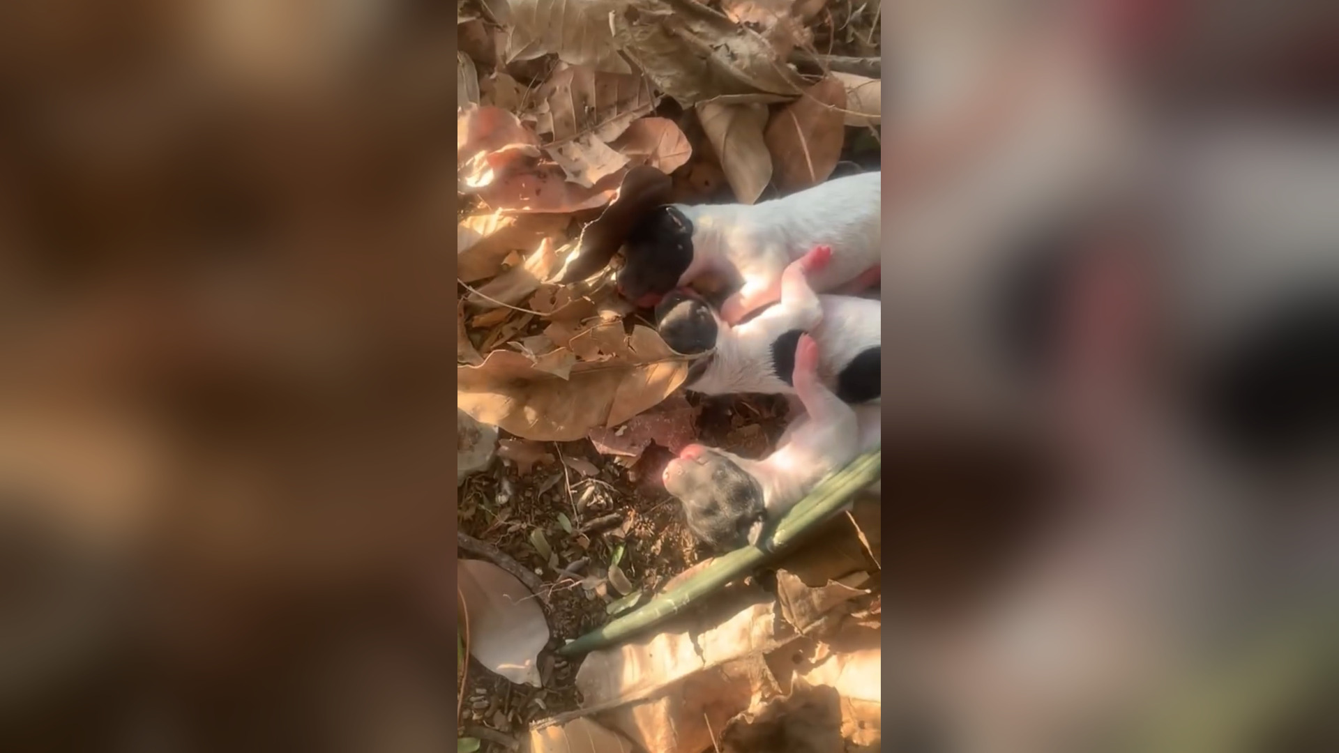 D1805008_Mother Dog Gives Birth to Puppies in Heartbreaking Conditions_part 2