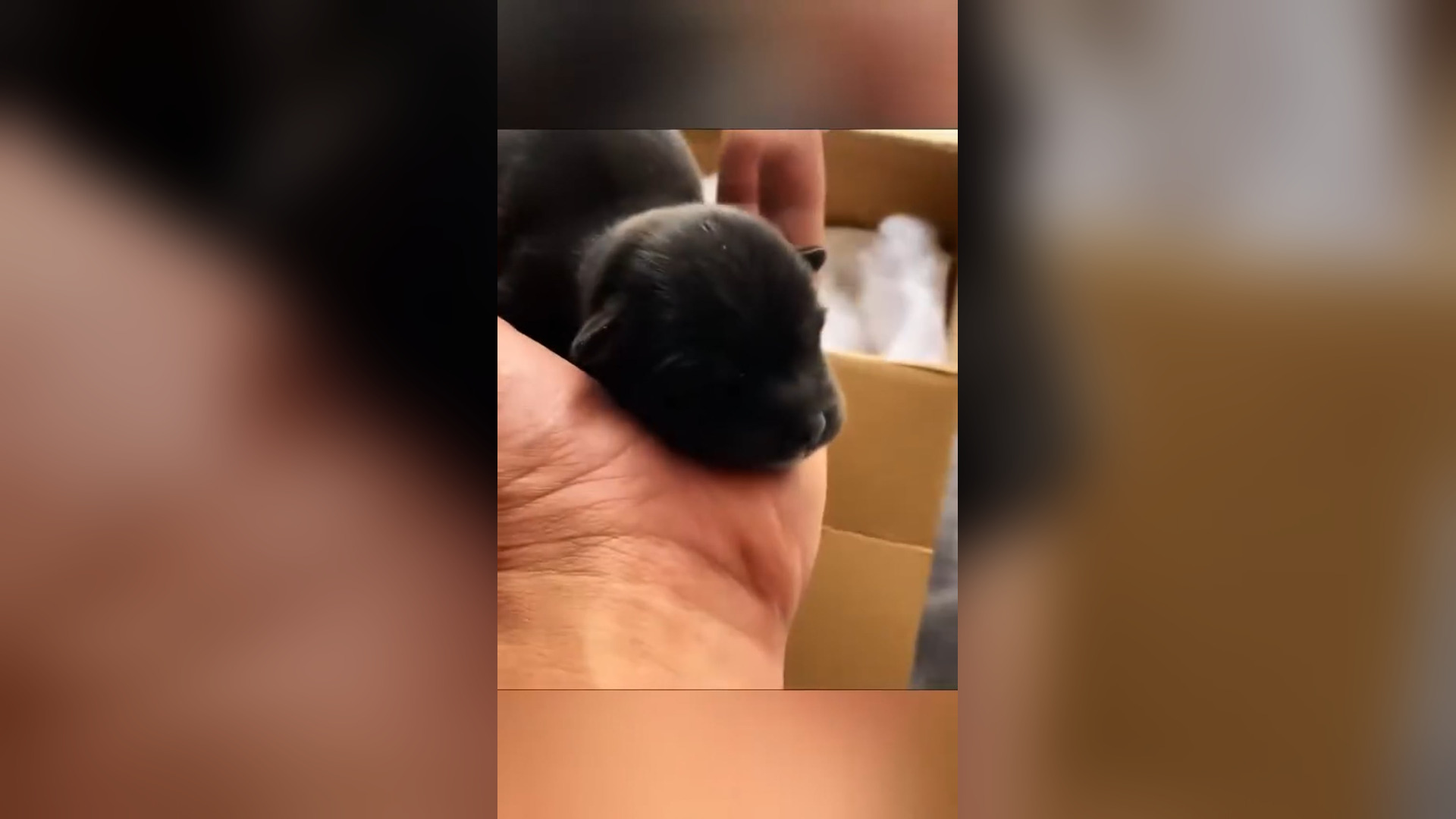 D1805009_Adopting an orphaned newborn dog happiness followed_part 2