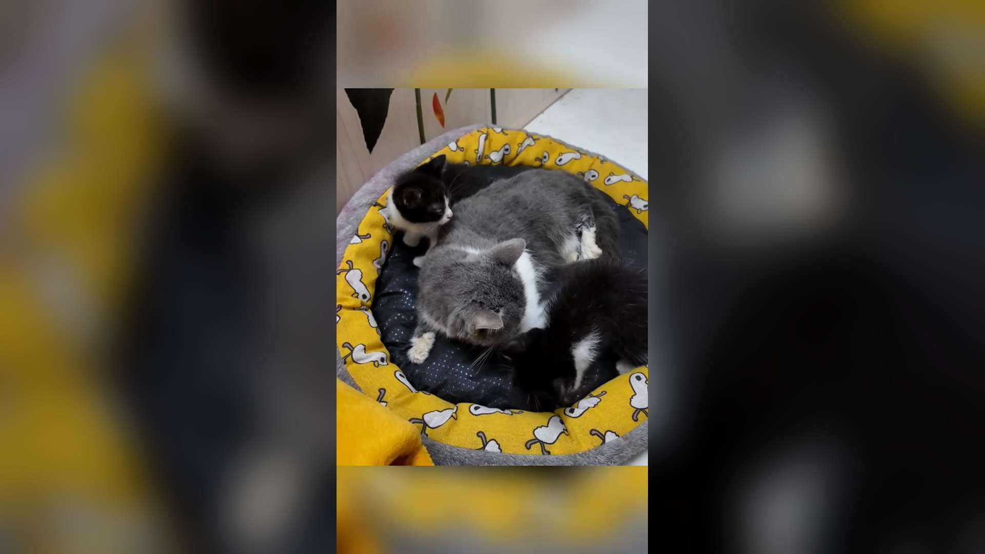 D1905001_Girl rescued family of cats #rescue #animal #animalsoftiktok #rescueanimals #catsoftiktok #rescuecat #kittensoftiktok #
