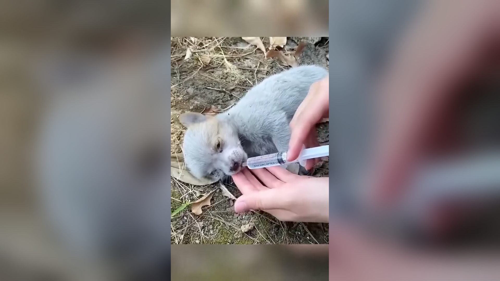 D1905003_Girl tried to save puppy #rescue #animal #animalsoftiktok #rescueanimals #puppy #puppytiktok_part 2