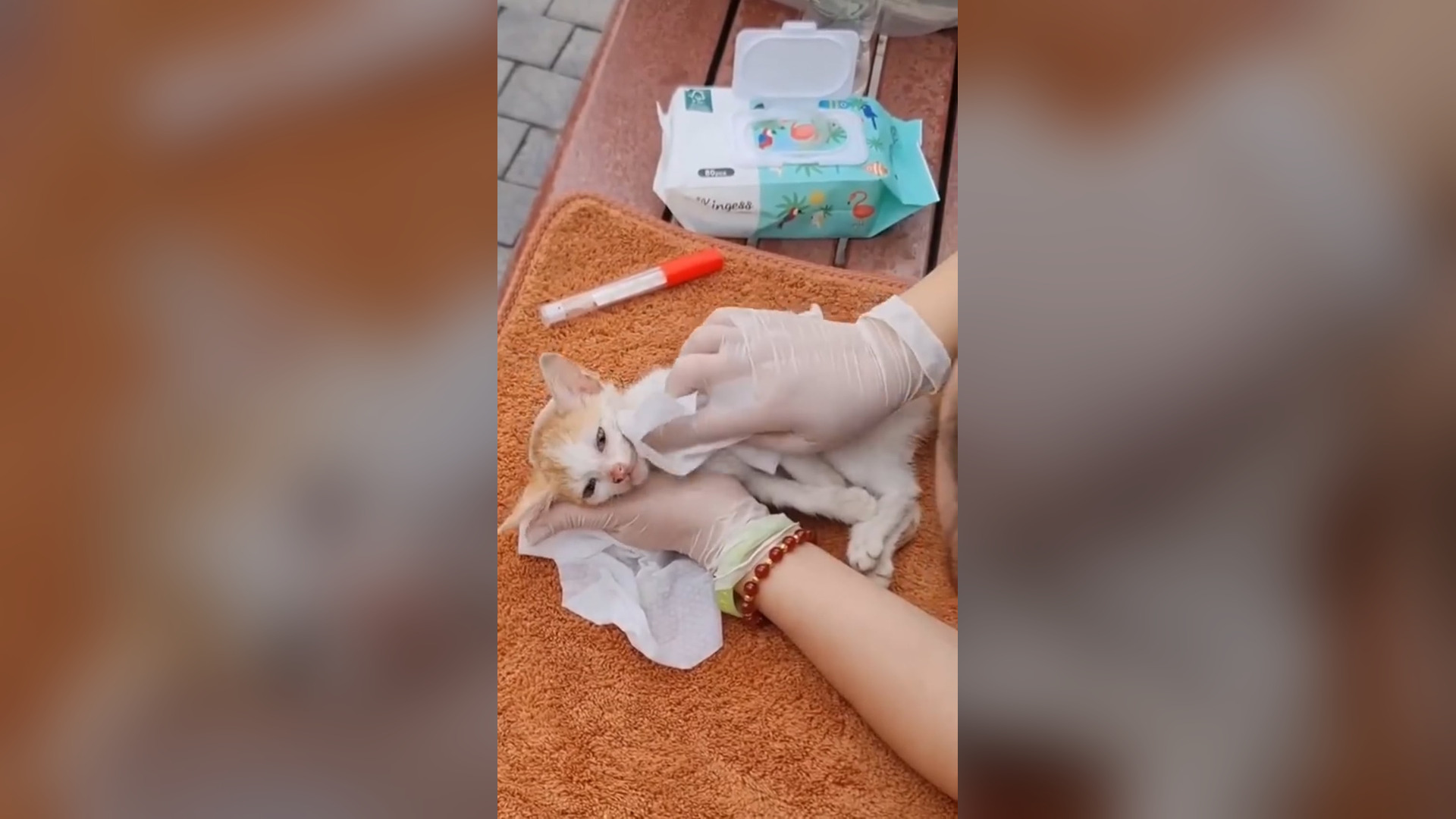 D2005001_Kitten starving in coconut tree luckily saved #cat #rescuecat #animalscat #cats #love #animals #rescue #animalslove #an