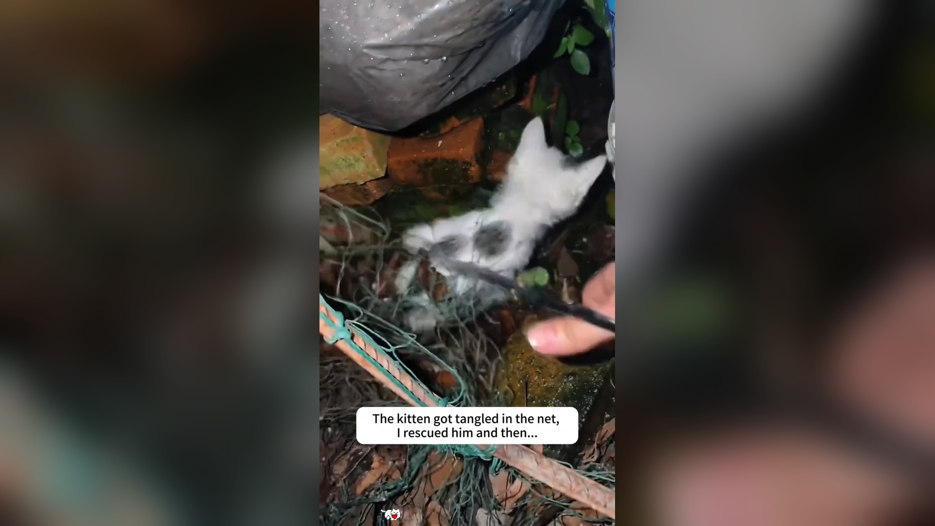 D2205004_kitten got tangled in net, rescued him then... #cat Dog Is My Life_part 2