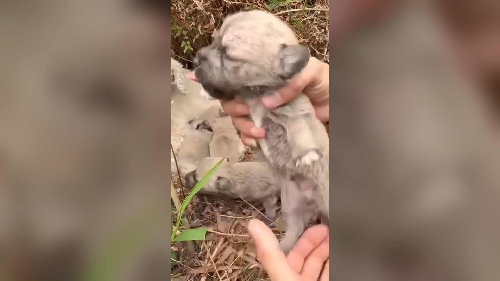 D2505007_reactions comments Please help them #fblifestyle #RescueDog #RescueDogs #RescueDogsRock #RescueDogsRule #DogRescue #Dog