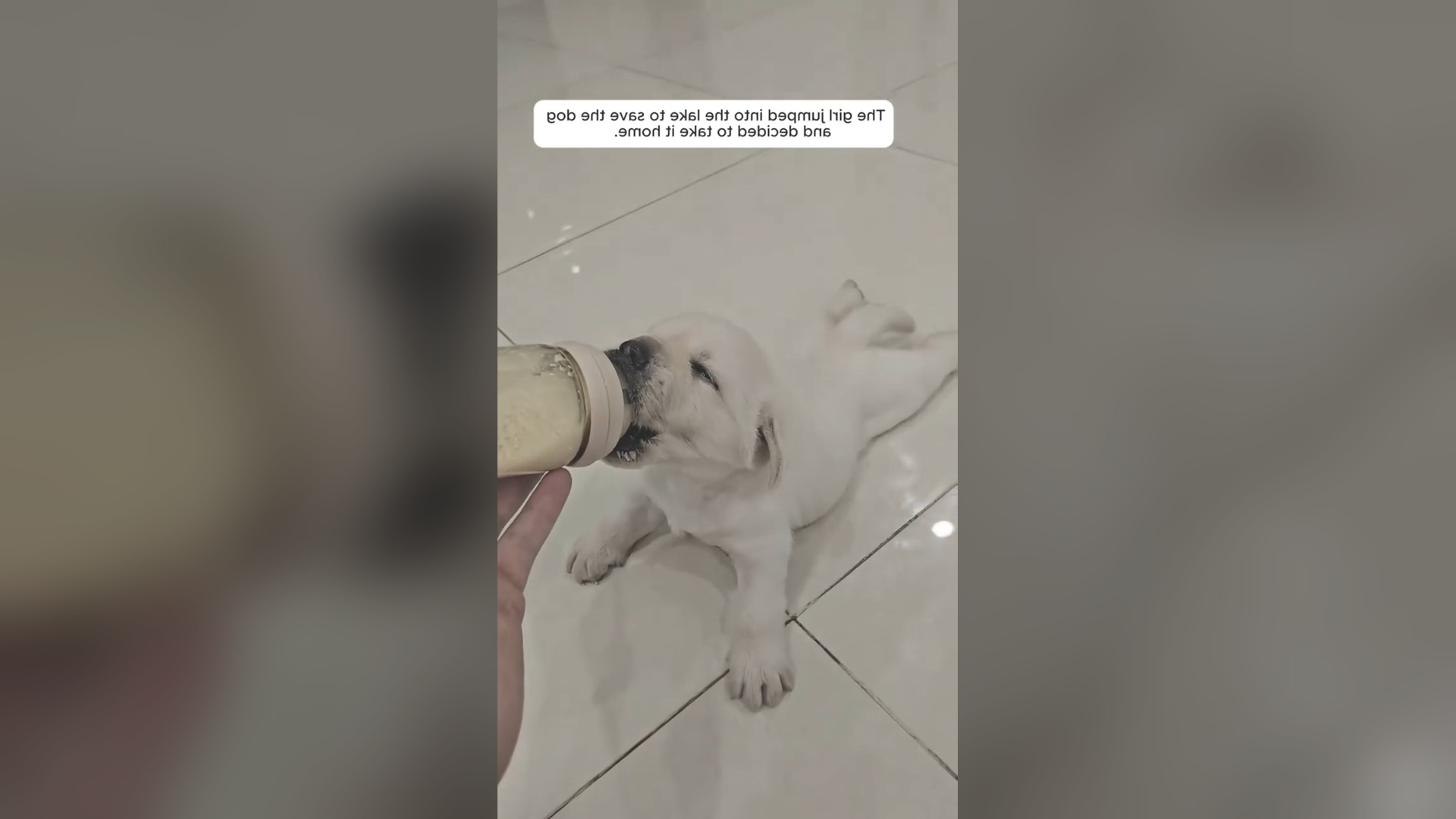 D2705003_comments Thank girl rescue dog river. #doglover #Amen #GodBless 1M On Me_part 2