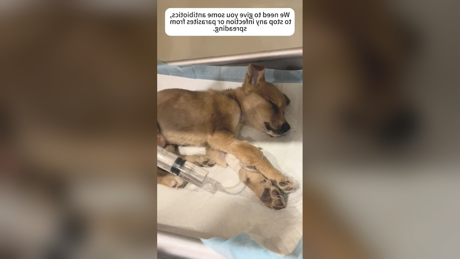 D2705004_Thank rescue dog on way. #savelife #rescue #GodBless 1M On Me_part 2