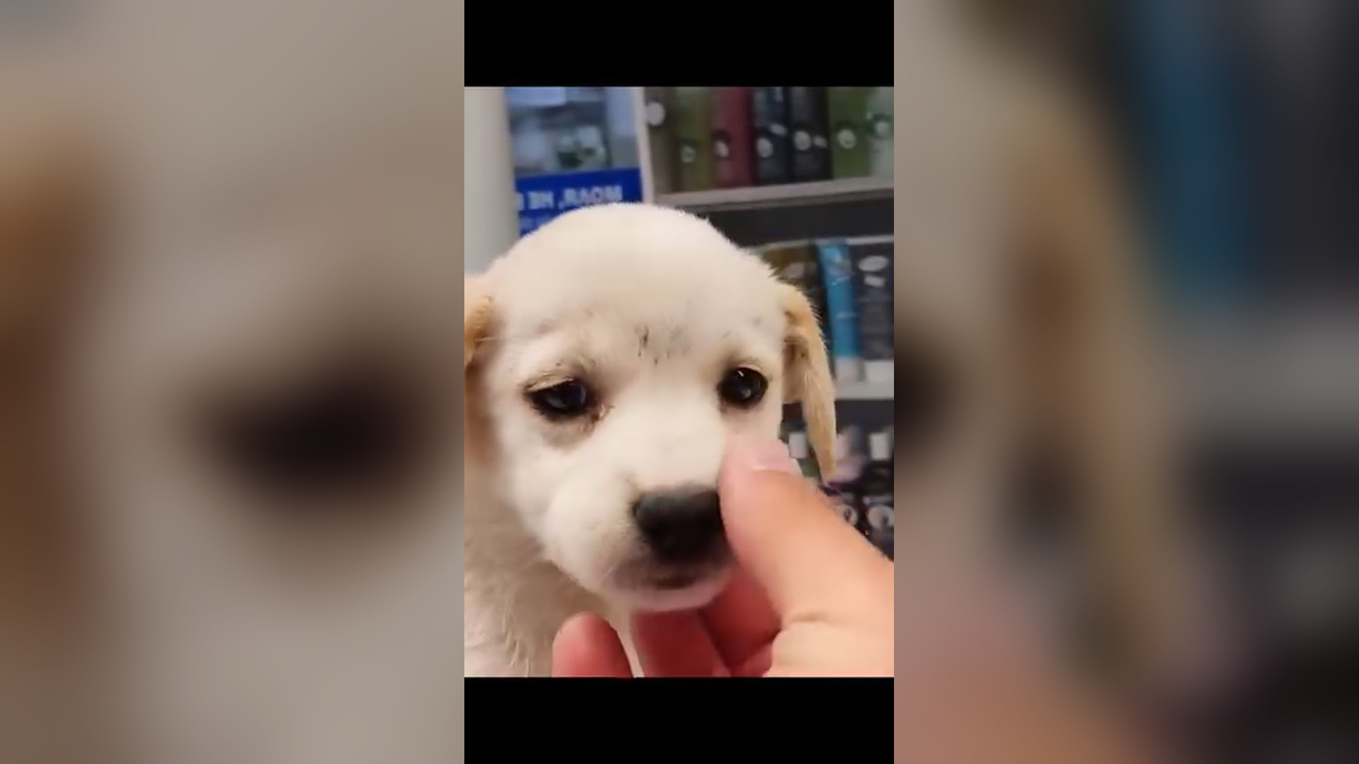 D0705004_Rescue puppy #rescue #rescuedog #rescuepuppy #rescueanimals #dog #dogsoftiktok #puppy #puppytiktok #animals #animalsoft