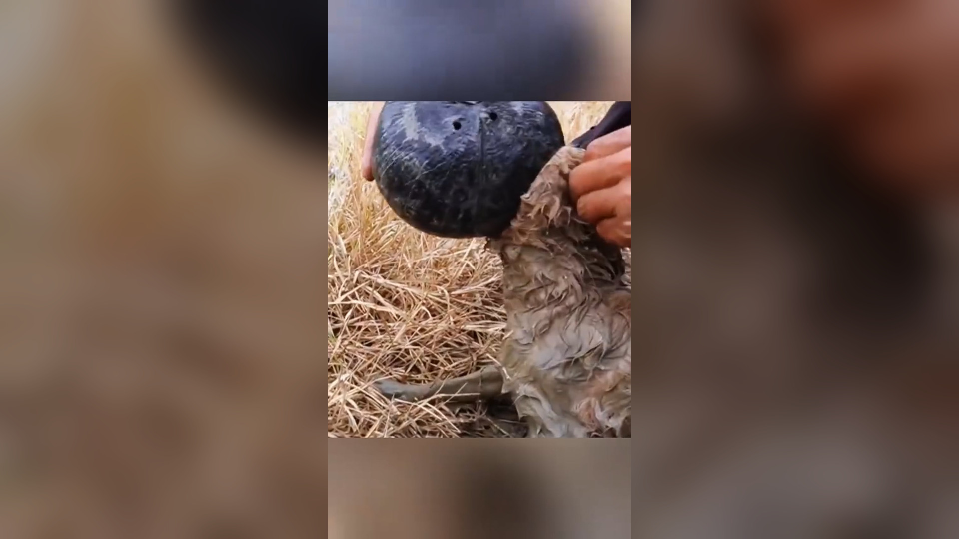 D0805005_4.3K views reactions Rescue puppy #rescue #animals #rescuedog #rescueanimals #puppy #puppytiktok Animal Inspired_part 2