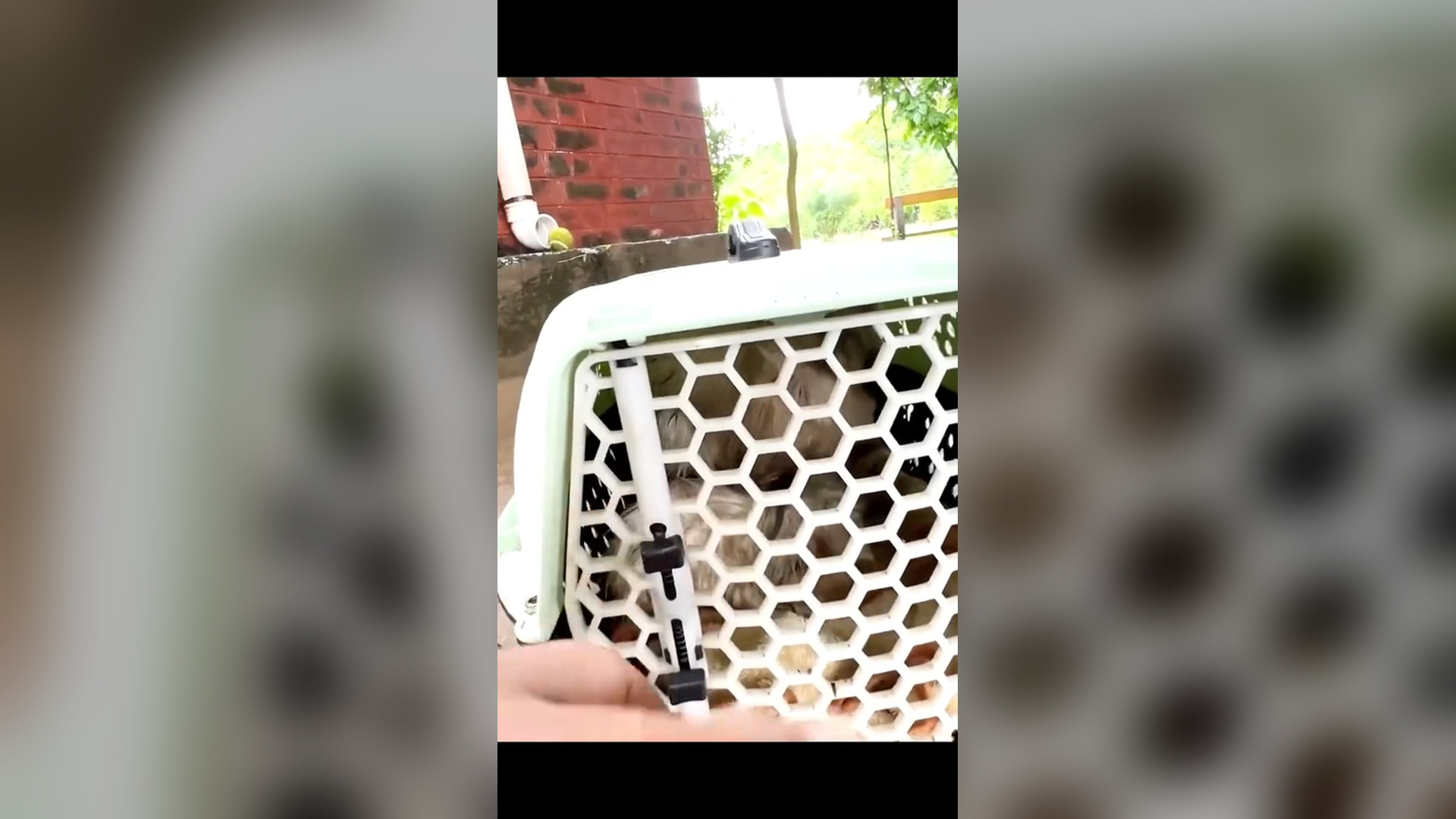 D1305009_Rescuing cat only weak breathing left#animalsoftiktok #rescueanimals #rescuecat #catsoftiktok #animals #cat_part 2