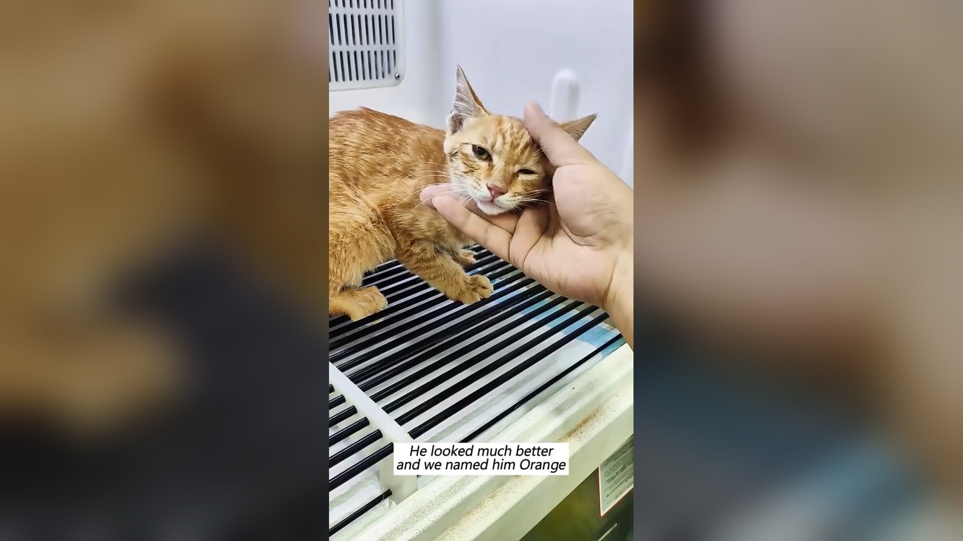 D1505006_reactions On stormy day, we rescued cat then...#fyp #animal #rescue #cat #adoptdontshop Animal Inspired_part 2