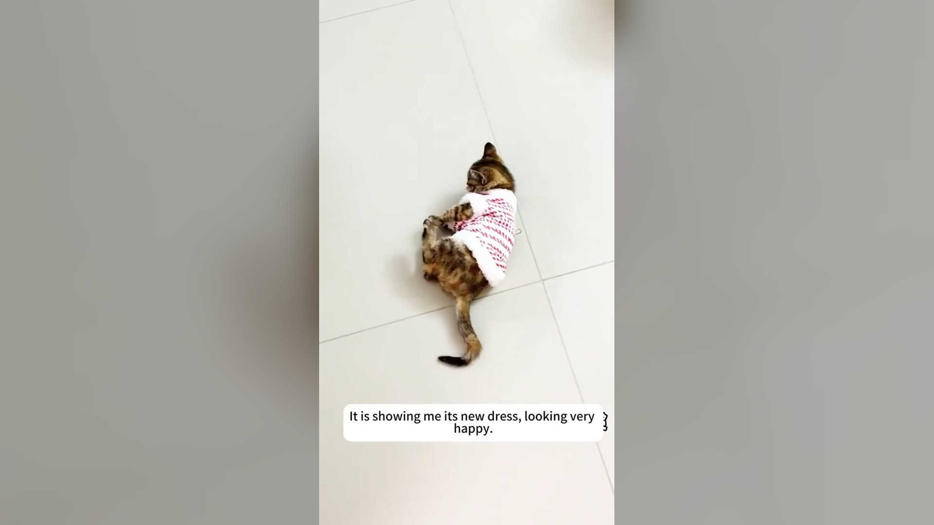 D1505008_reactions On rainy day, saw stray cat took it home to look after it.#rescue #animals #fyp #foryou #rescuecat Animal Ins