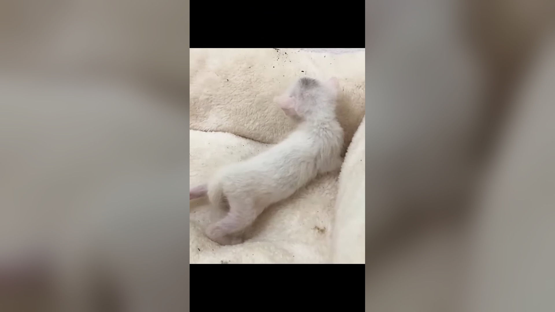 D1605008_Rescue Cat #rescue #rescueanimals #rescuecat #animals #animalsoftiktok #cat #catsoftiktok (3)_part 2