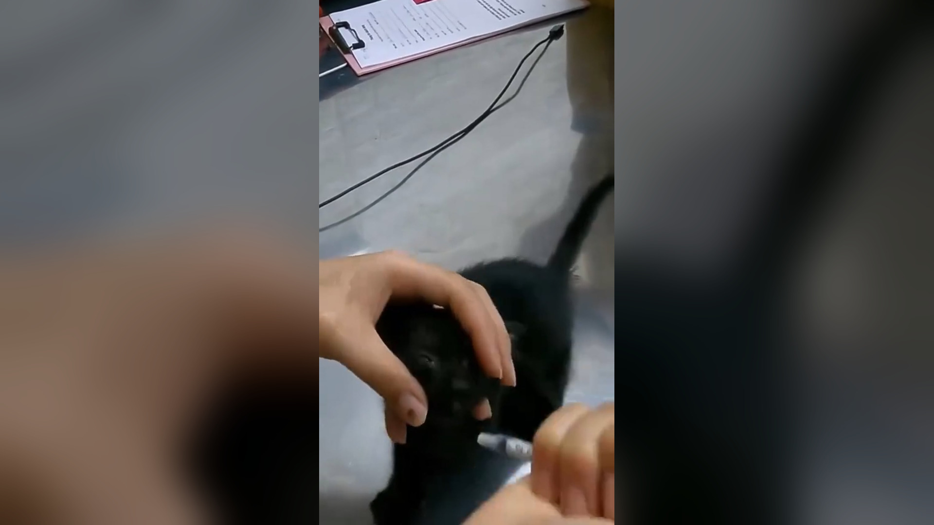 D2005008_Kitten fell into well luckily saved #rescueanimals #cat #rescuecat #animalscat #cats #love #animals #rescue #animalslov
