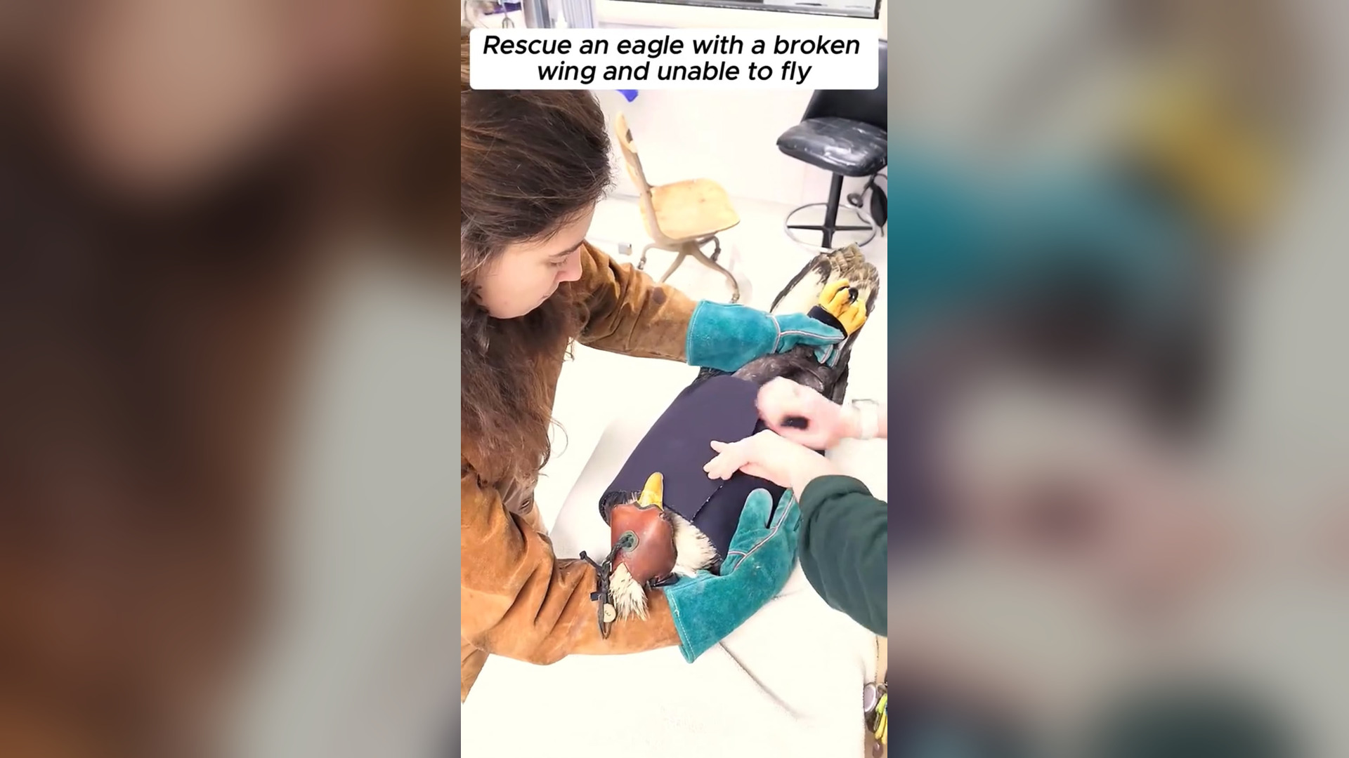 D2105004_Rescue an eagle broken wing #rescue #rescueanimals #animals #animalsoftiktok #eagle #bird #birdsoftiktok #fyp Groom Hou