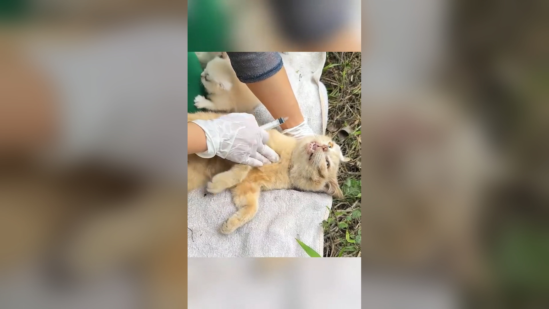 D2105006_Rescue family of cats #rescue #animals #animalsoftiktok #rescueanimals #rescuecat #cat Groom House_part 2