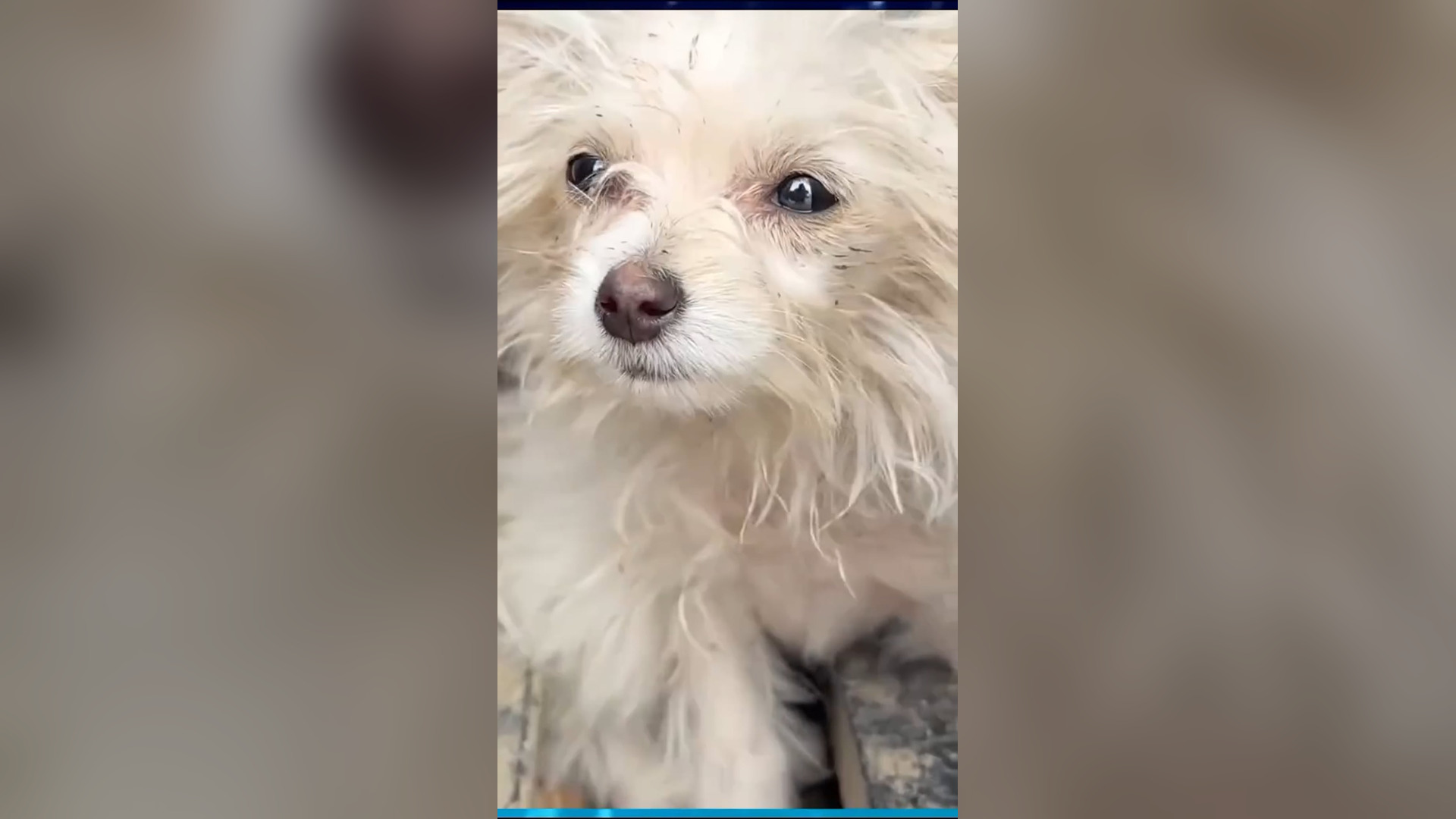 D2405006_When see little puppy my eyes tears help him adopt him #dogrescue #adopteddog #animalcare #puppyrescue #savelife_part 2