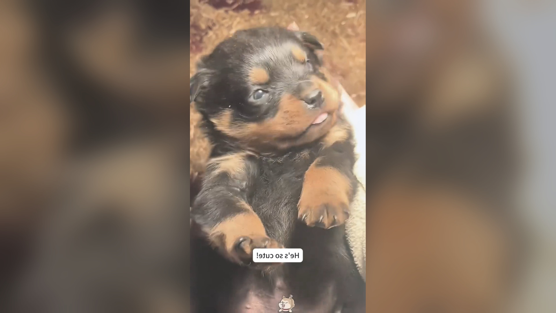 D2605005_reactions Thank rescue baby dog. #doglover #rescue #Amen #GodBless 1M On Me_part 2