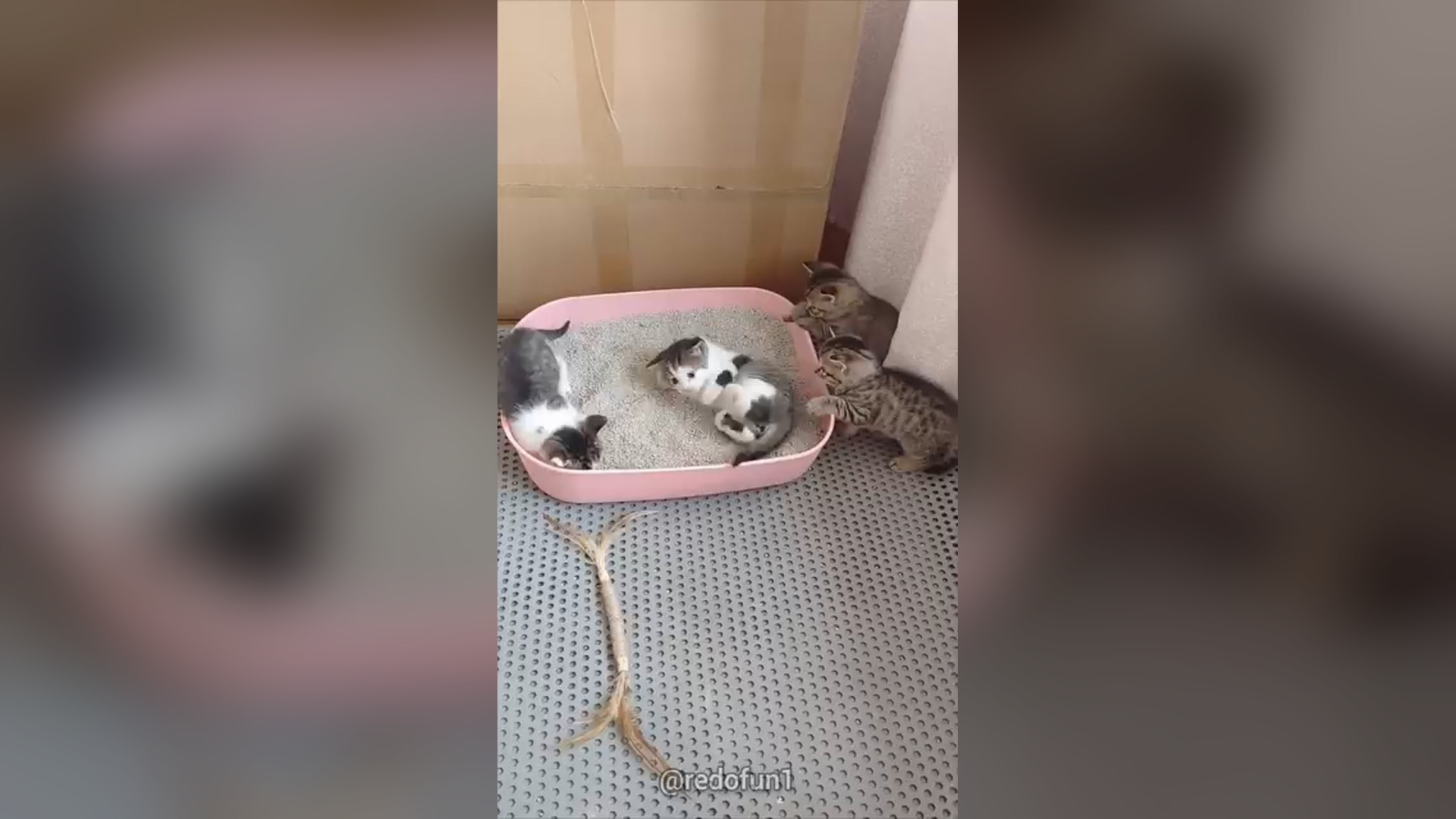 D2705013_Flowers on garbage. #help #catslovers #savekittens #wiwiwi #cute #cats #funnypets #funnyanimals #funnyvideos #kittens #