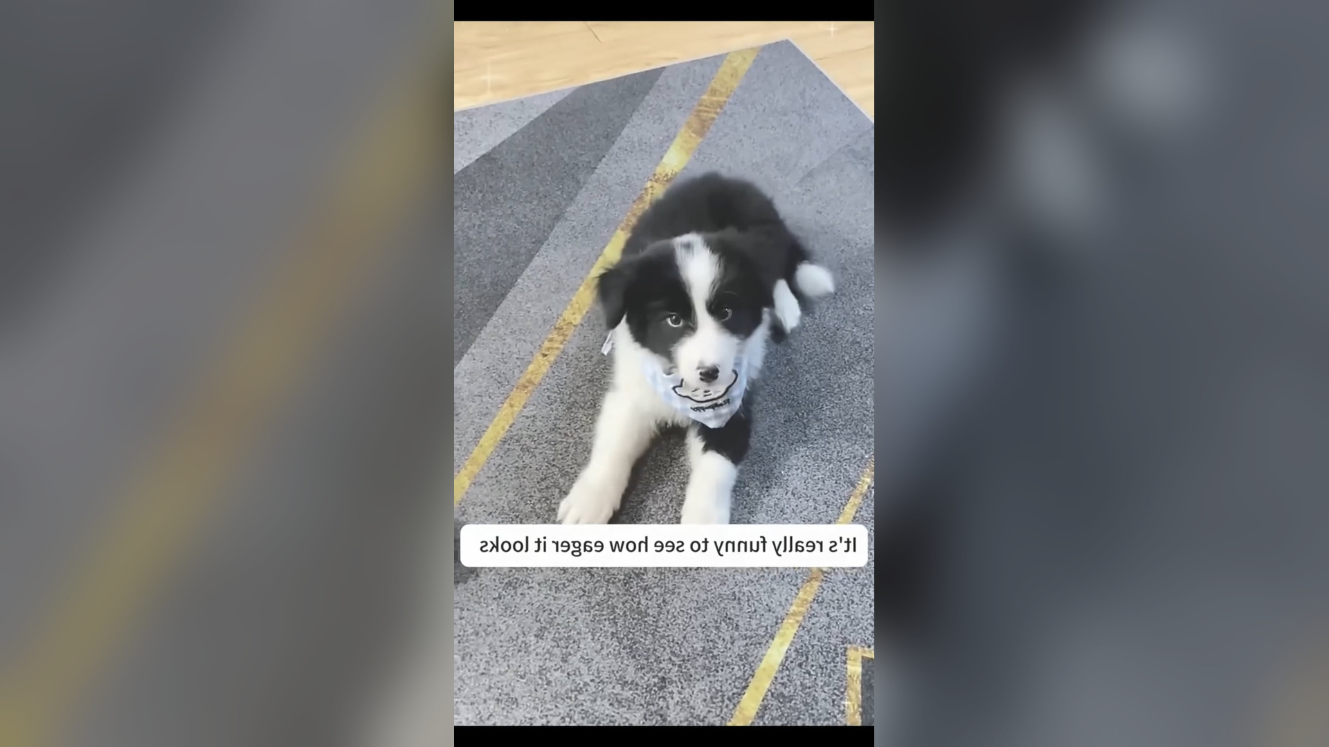 D2705015_Thank rescue baby dog on way. #doglover #rescue #GodBless 1M On Me_part 2