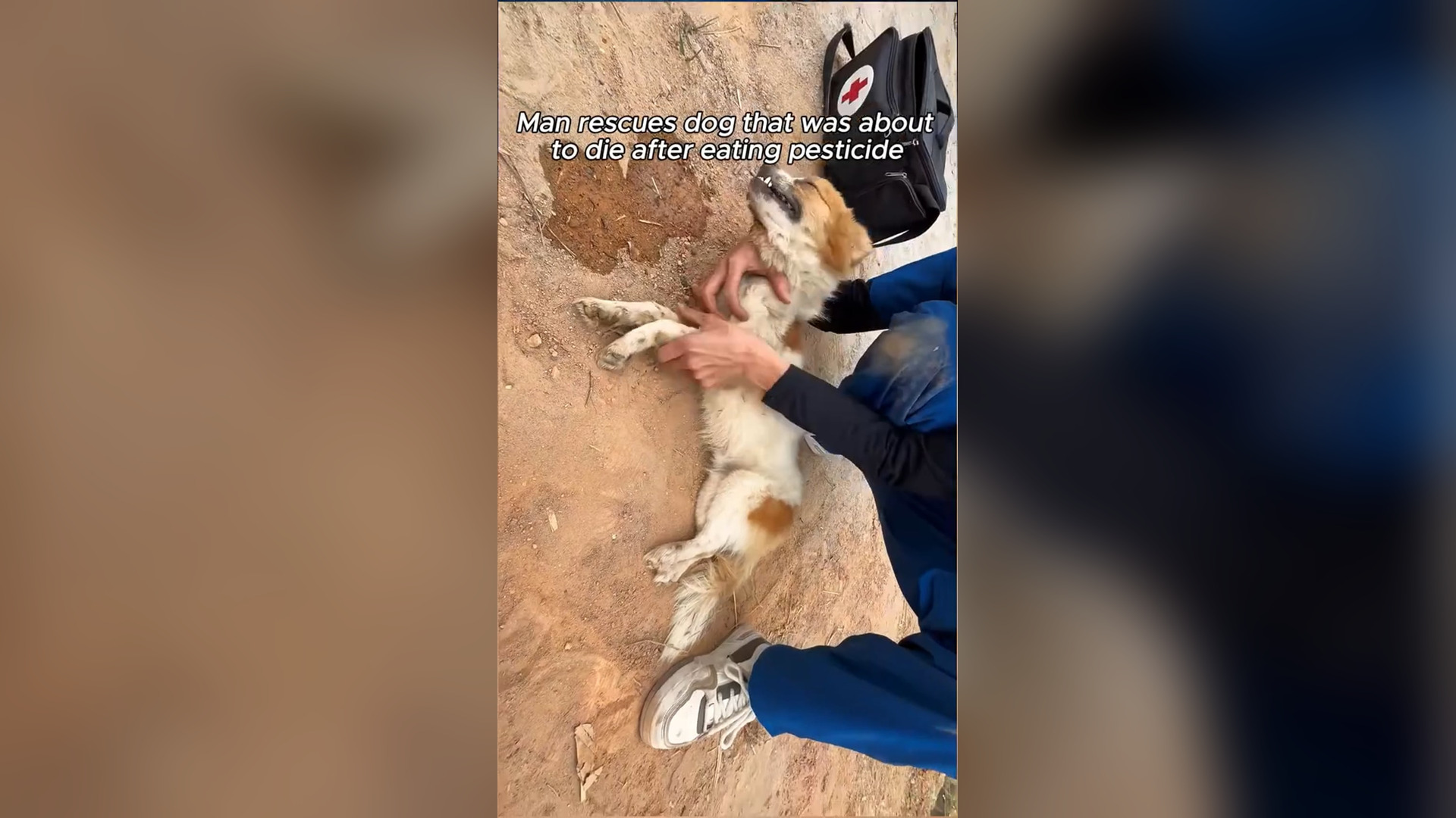 D2705001_man rescue dog #rescue #rescuedog #rescueanimals #dog #dogsoftiktok #animals #animalsoftiktok #fyp Kitten Planet_part 2