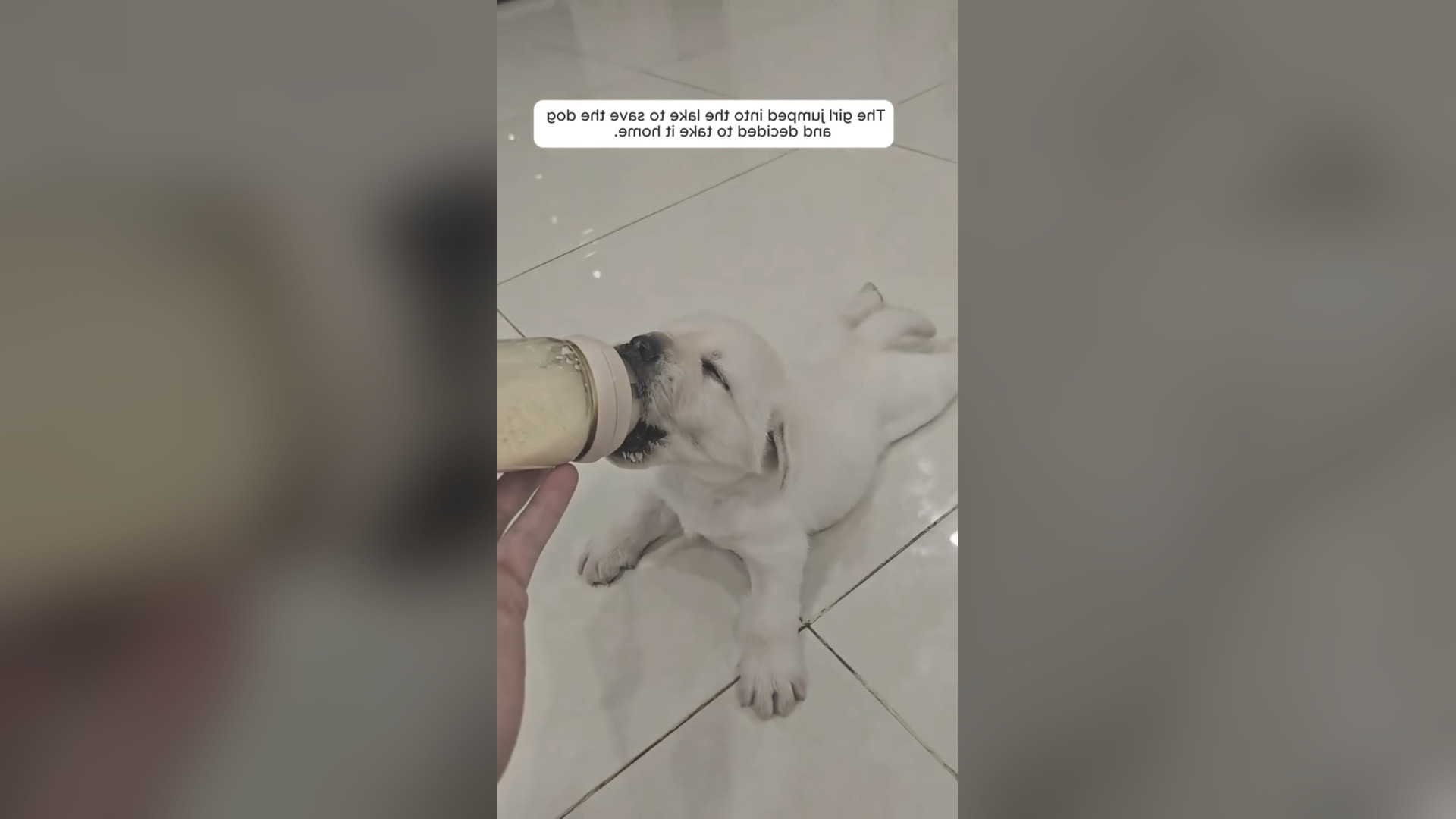 D2705003_comments Thank girl rescue dog river. #doglover #Amen #GodBless 1M On Me_part 2