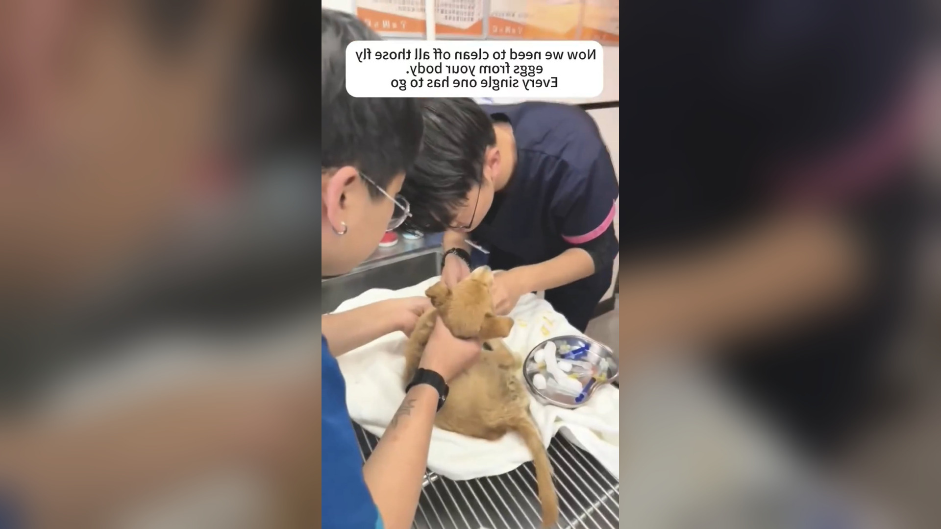 D2705004_Thank rescue dog on way. #savelife #rescue #GodBless 1M On Me_part 2
