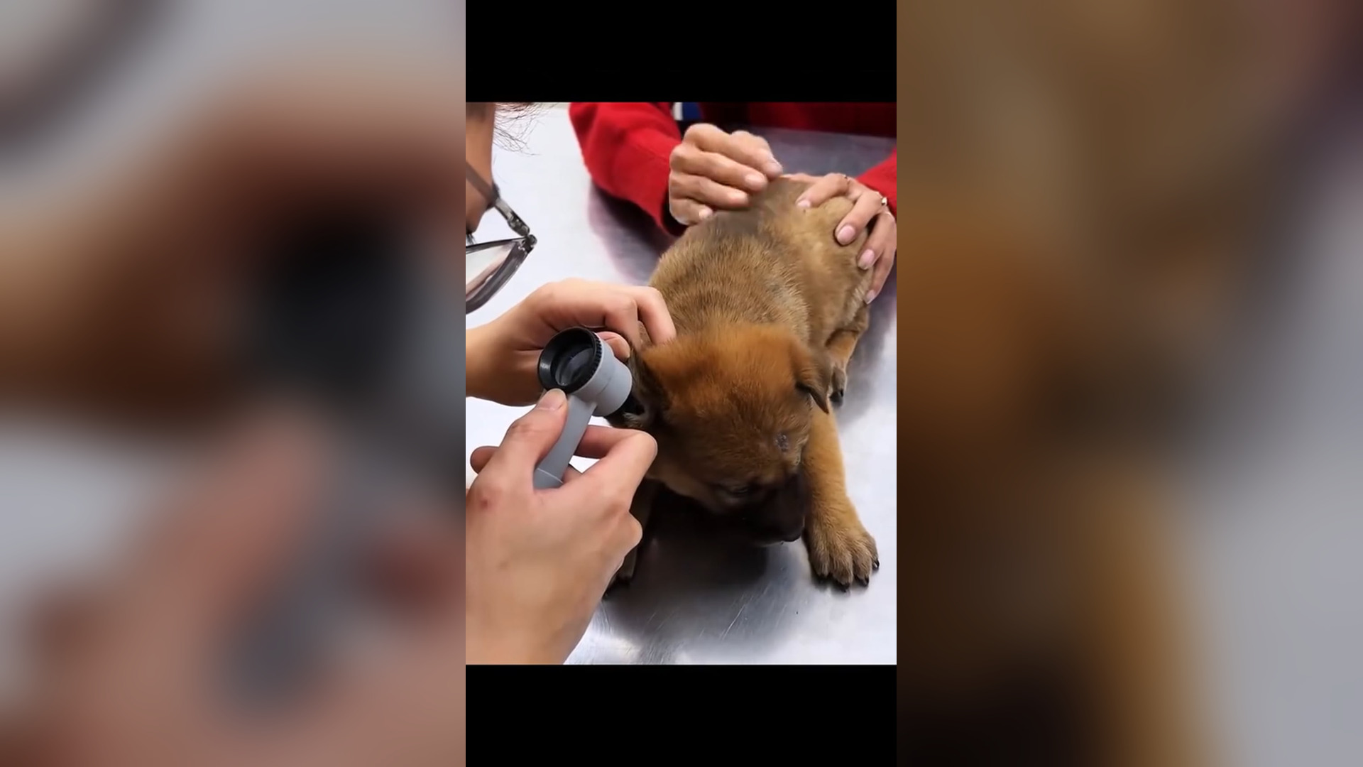 D2705005_Girl rescues dog abandoned in landfill #rescue #rescueanimals #rescuedog #dog #dogsoftiktok #animals #animalsoftiktok #