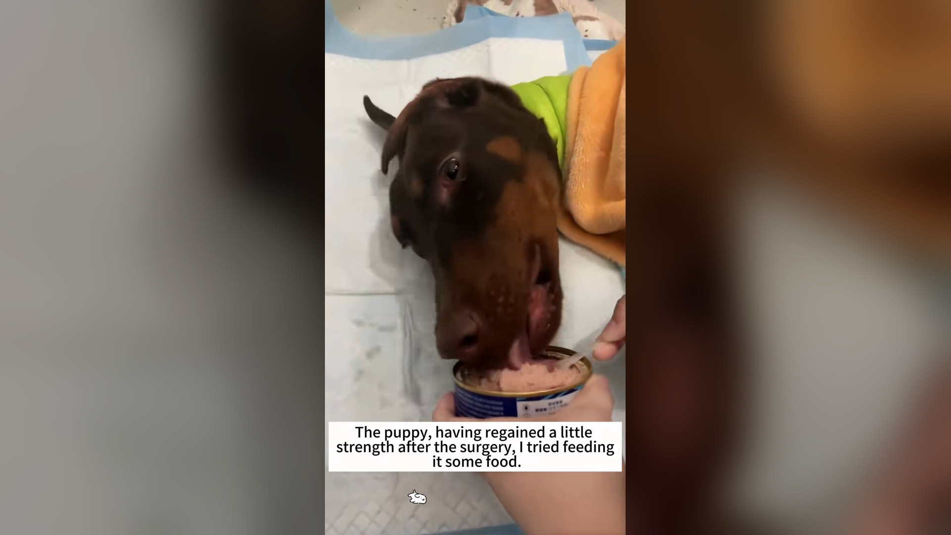 D2905001_found an abandoned puppy inside trash can.#usaus #animals #dog #s..._part 2