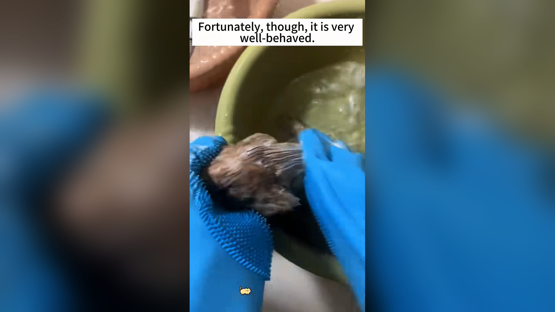 D2905002_found kitten whose body was tangled in net.#usaus #animals #cat..._part 2