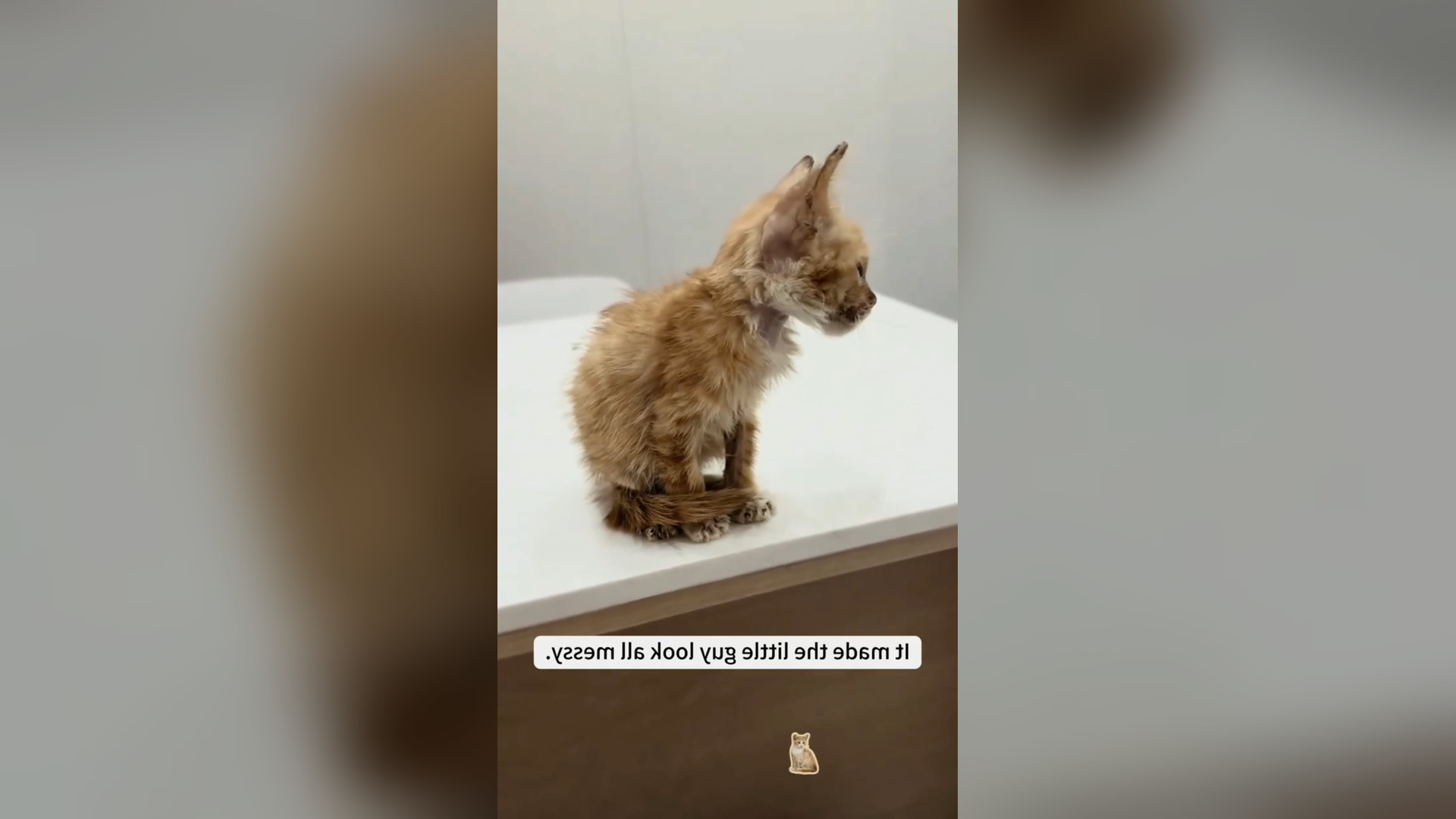 D2905003_Thank rescue cat wish you good luck. #savelife #Amen #GodBless #loveit 1M On Me_part 2