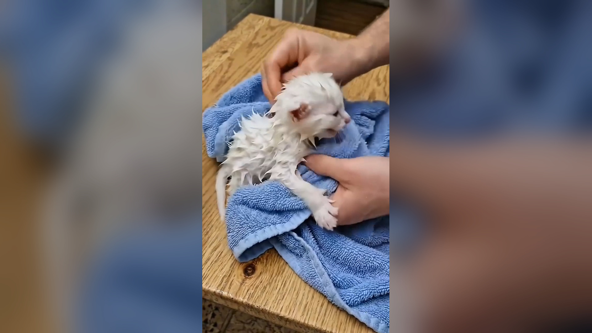 D2705015_Hero Mother Cat Saves Kittens Flood #MotherCat #HeroCat #FloodRescue #KittenRescue #AnimalRescue #Heartwarming #SaveAni