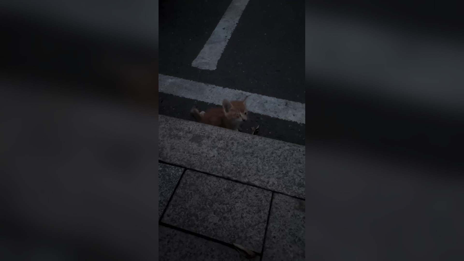 D2705016_Hero Mother Cat Saves Kittens Flood #MotherCat #HeroCat #FloodRescue #KittenRescue #AnimalRescue #Heartwarming #SaveAni