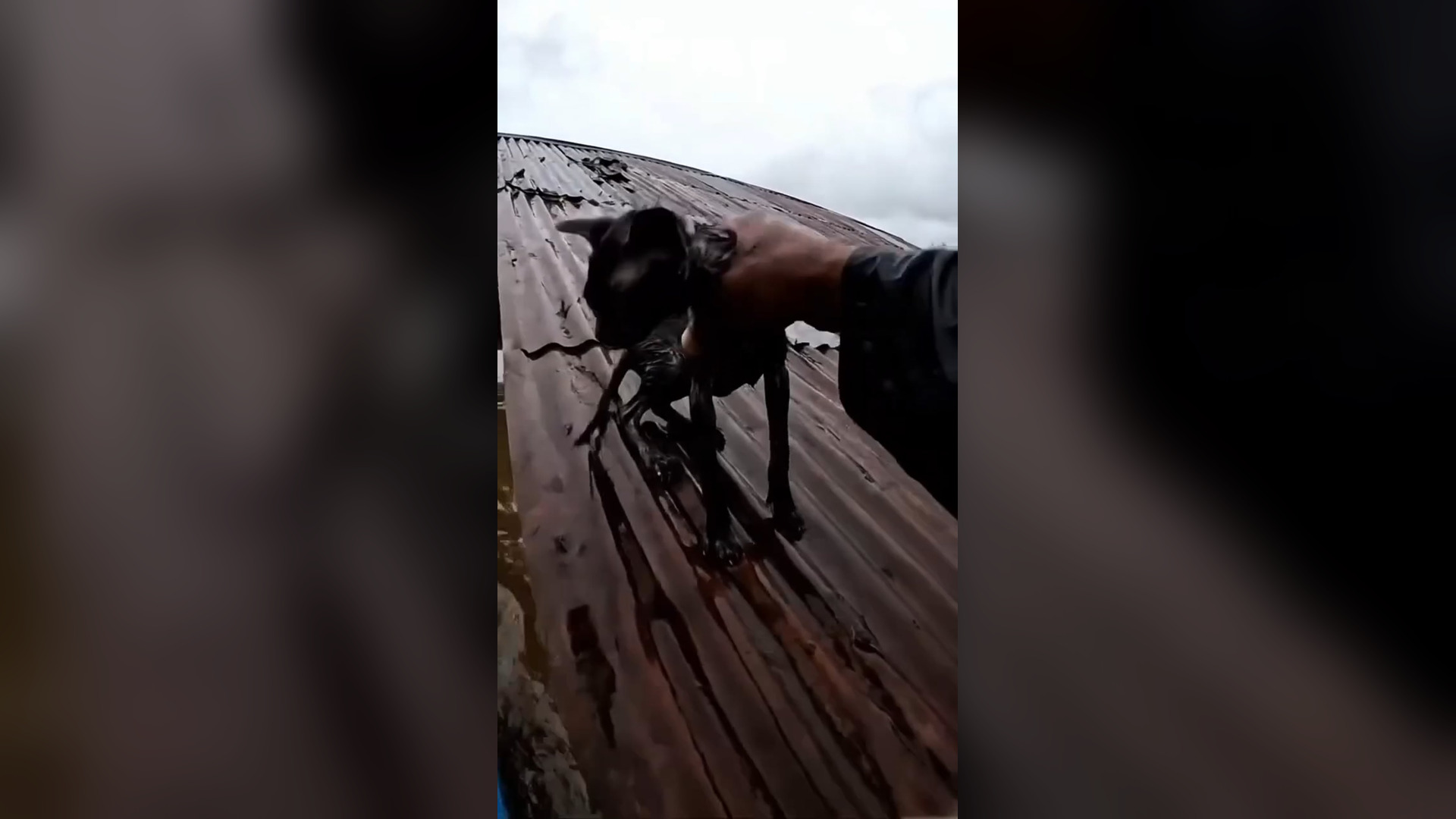 D2705019_Hero Mother Cat Saves Kittens Flood #MotherCat #HeroCat #FloodRescue #KittenRescue #AnimalRescue #Heartwarming #SaveAni