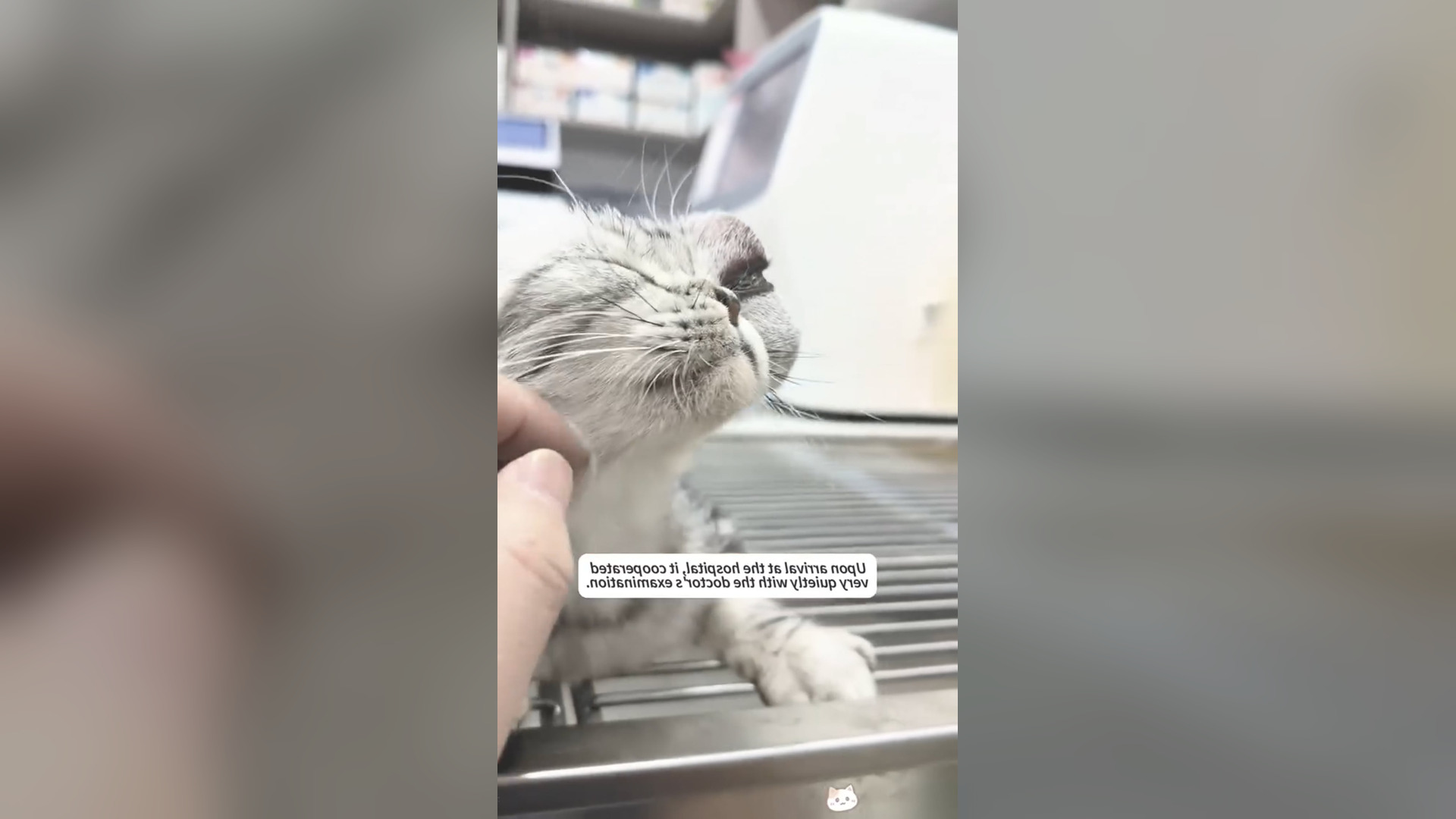D3105003_rescue cat on way thank you. #savelife #cat #GodBless 1M On Me_part 2