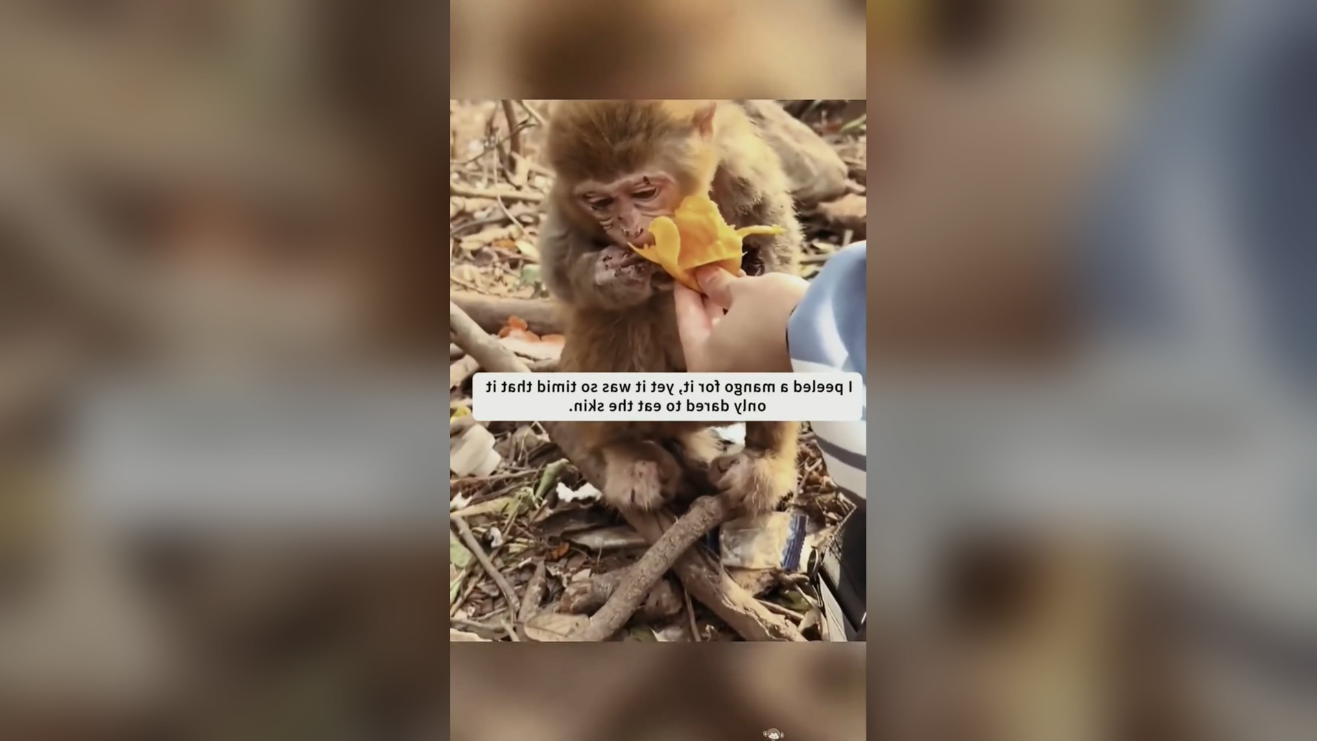 D3005012_reactions Thank rescue little monkey on way. #savelife #Amen #rescue #GodBless 1M On Me_part 2