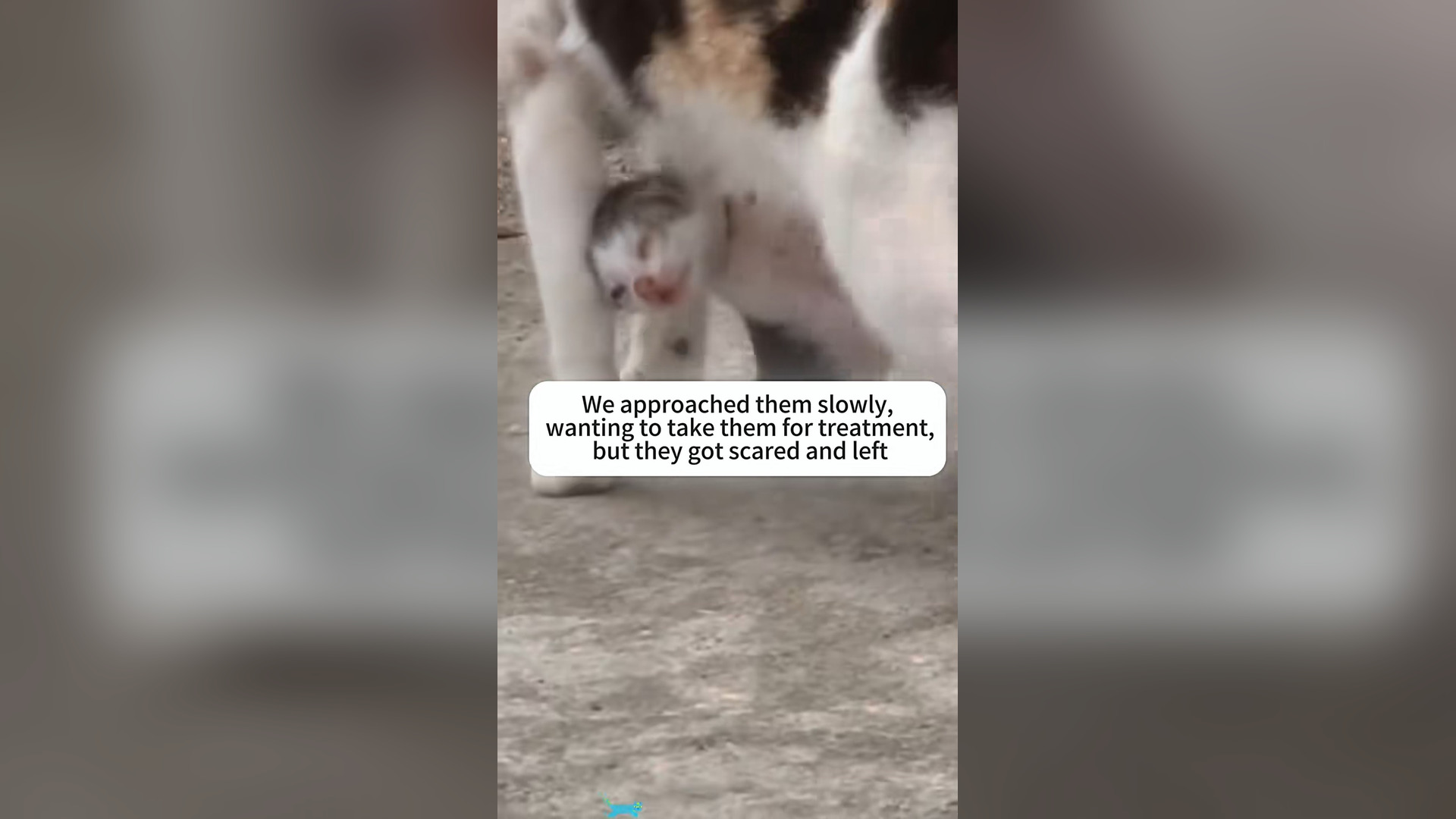 D3105001_We found mother cat tangled in fishing net her kittens, livi..._part 2