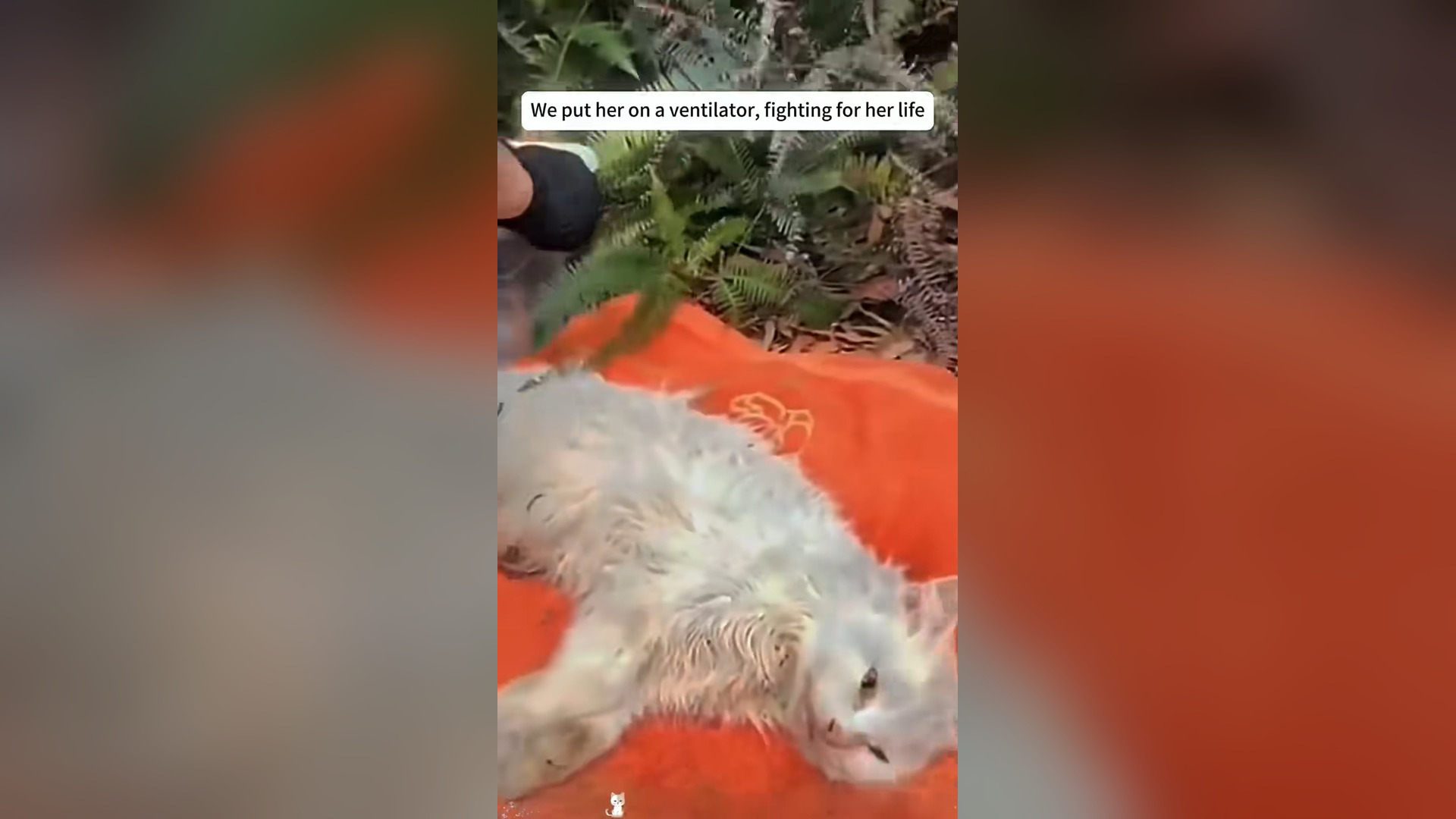 D3005011_Cat lovers vet saved an abandoned cat family#CatRescue #AbandonedCa..._part 2