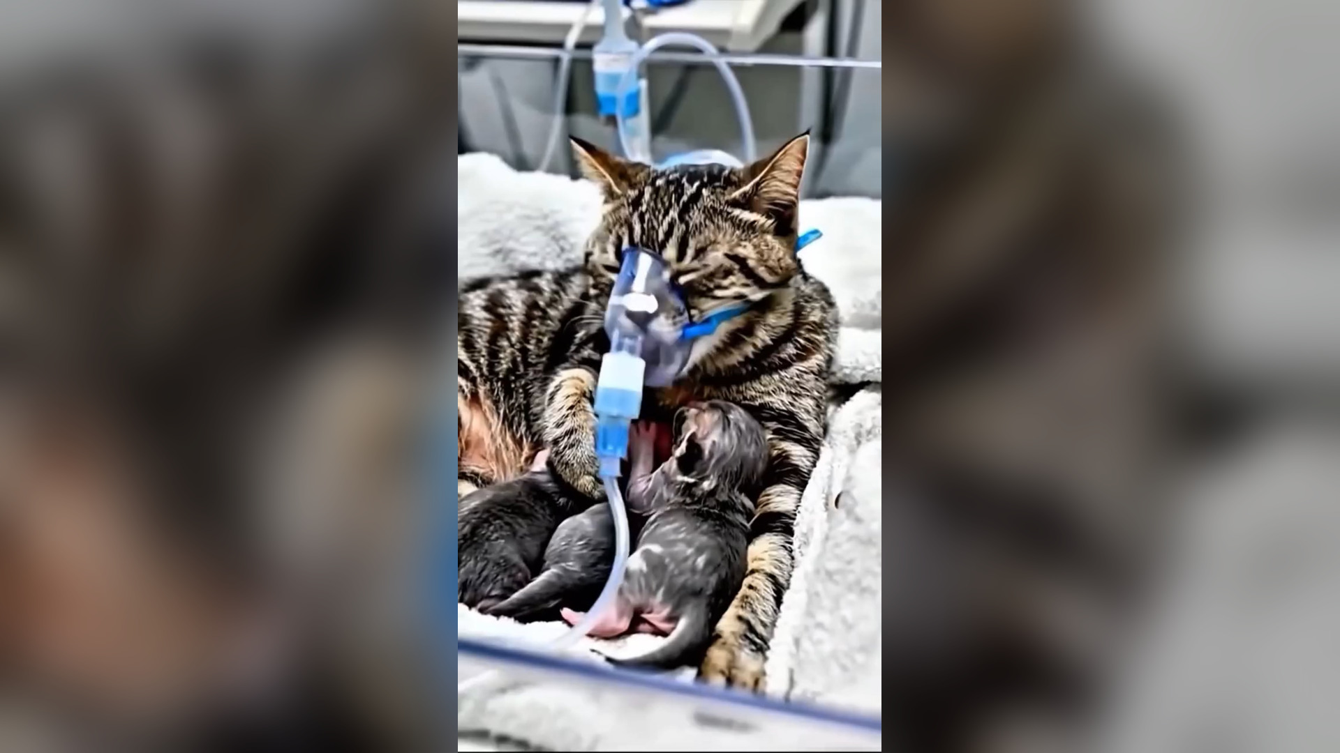 D2705023_Rescuing Mother Cat Kitten Covered in Mud #CatRescue #KittenRescue #AnimalRescue #SaveAnimals #Heartwarming #RescueStor