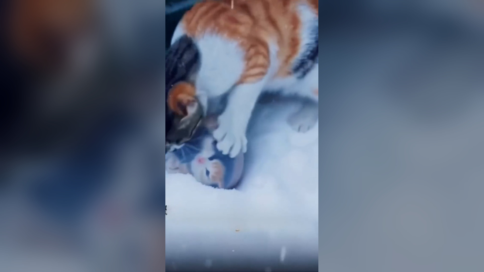 D2705033_Mother Cat Rescues Kitten Abandoned in Plastic Bag in Snow #CatRescue #MotherLove #AnimalHero #RescueStory #SaveAnimals