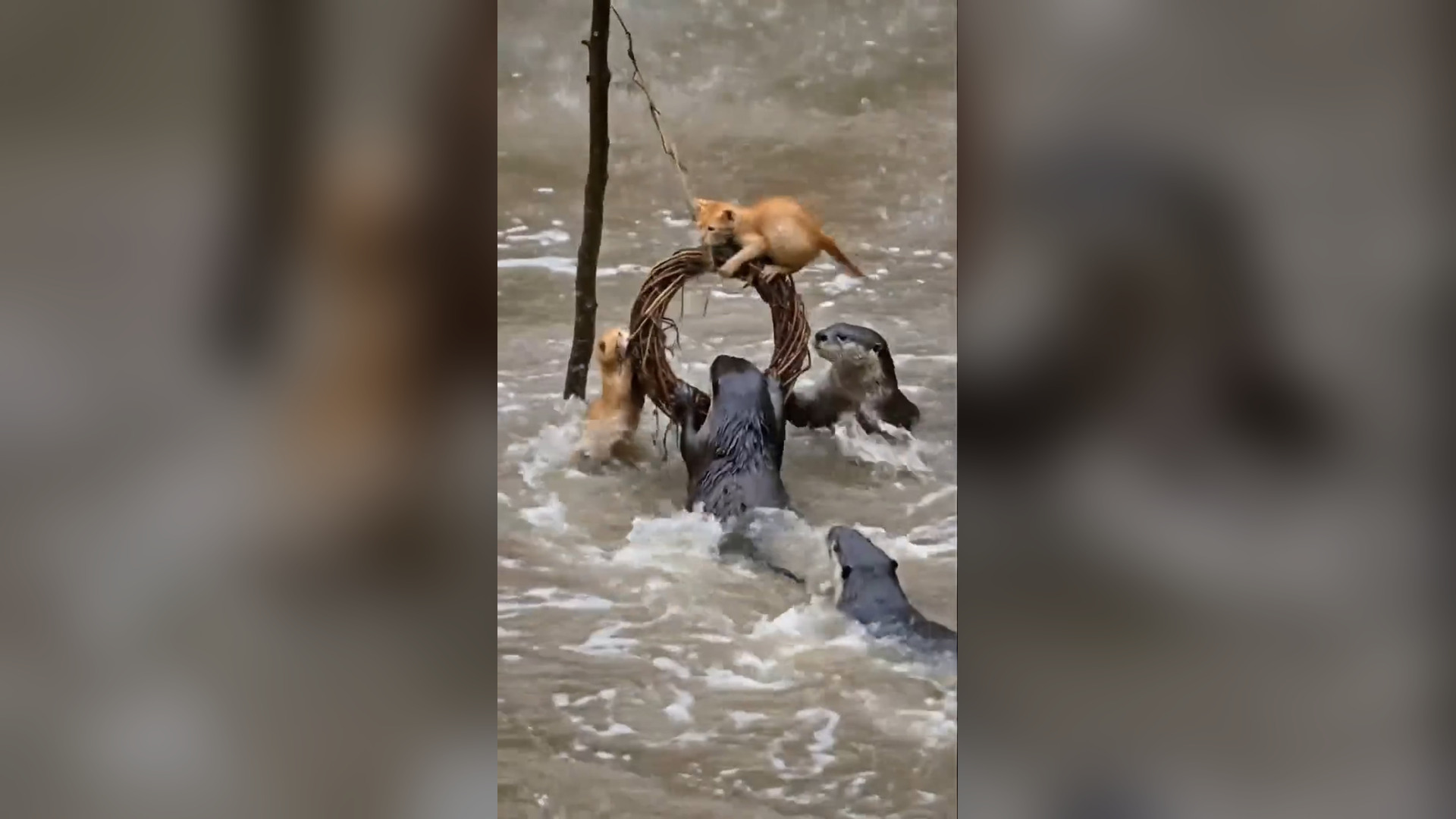 D2705047_Two helpless kittens were being swept away by raging river Then something unbelievable happened. #OtterRescue #MiracleI