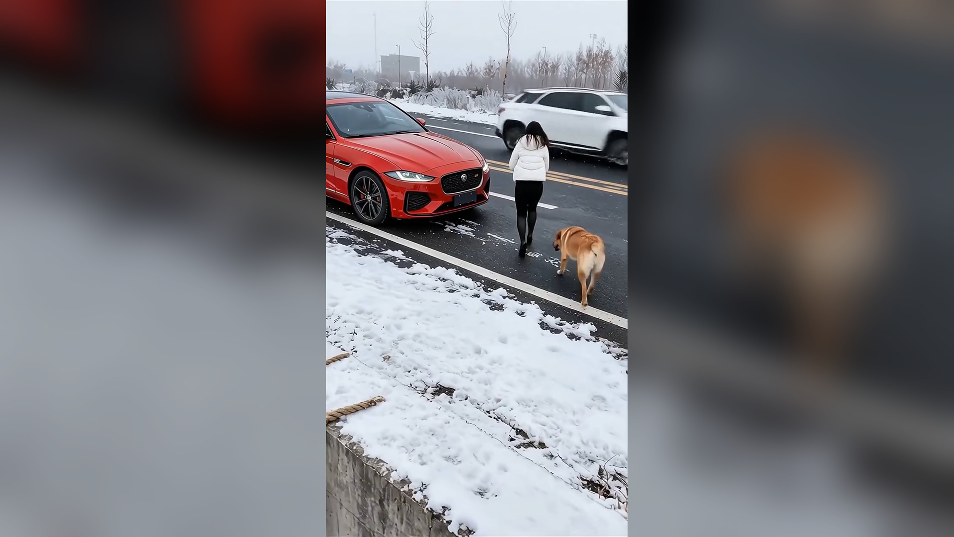 D2705048_Puppy Trapped in Snowy Ditch Woman Brilliant Rope Rescue Saves Day!_Part 000